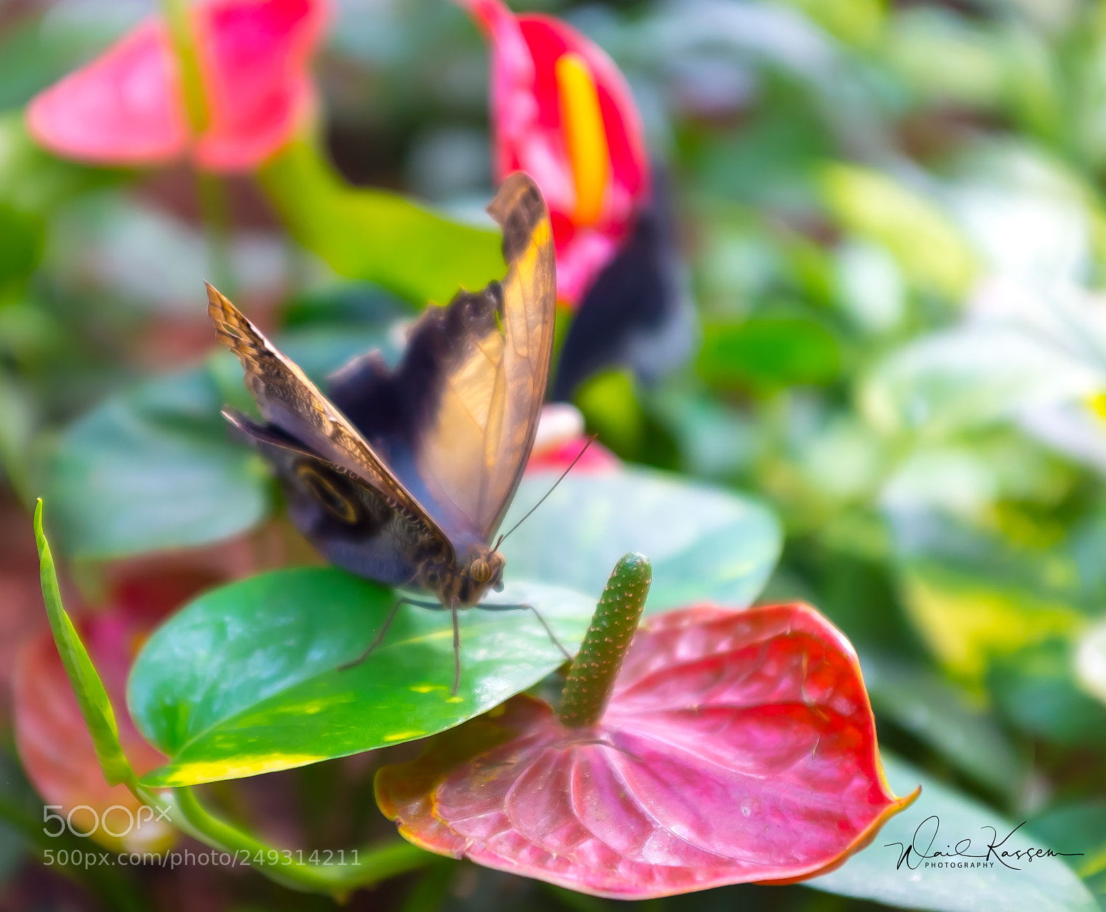 Fujifilm X100S sample photo. Miracle garden butterfly 1 photography