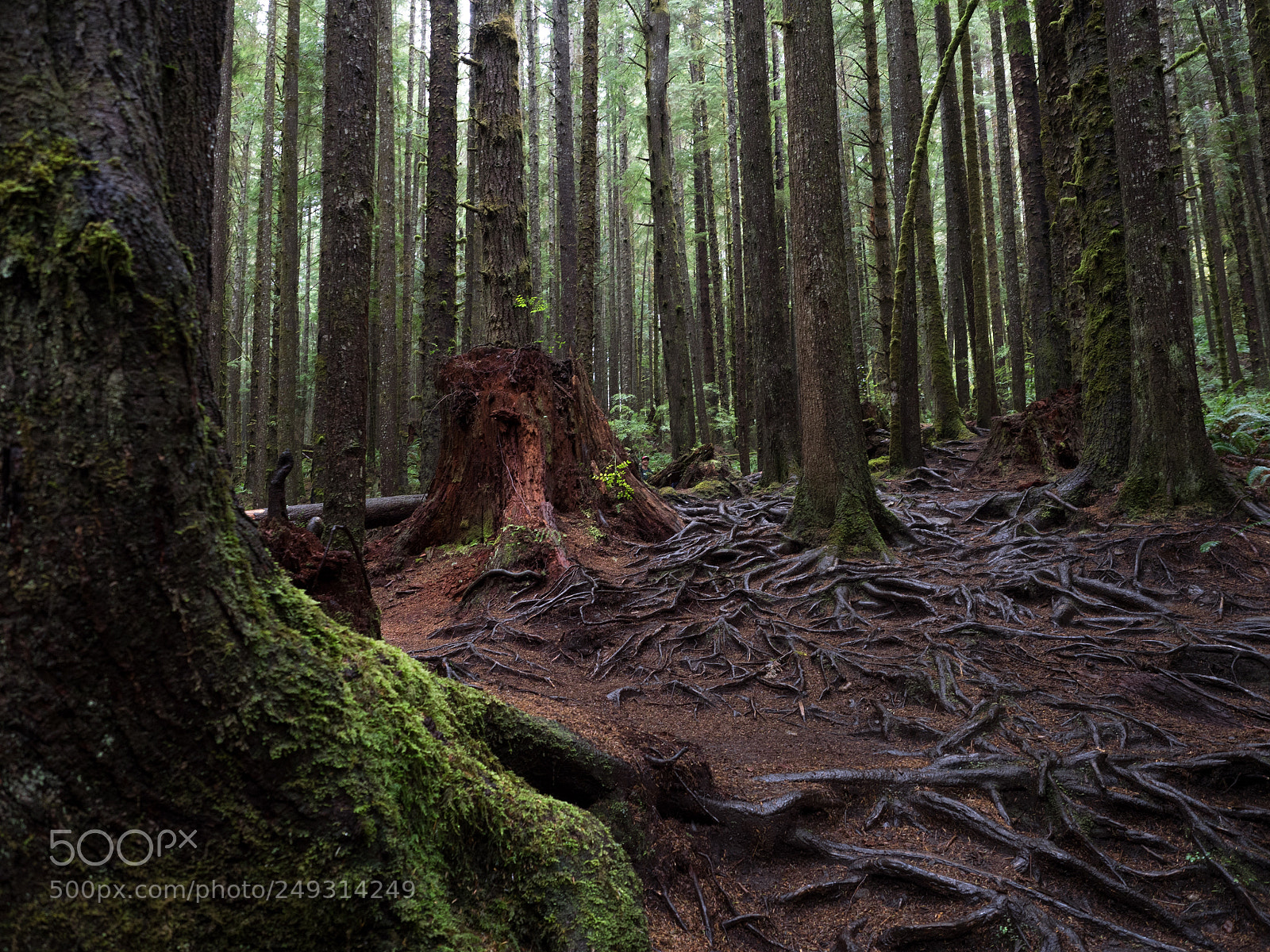 Olympus OM-D E-M1 sample photo. Juan de fuca trail photography