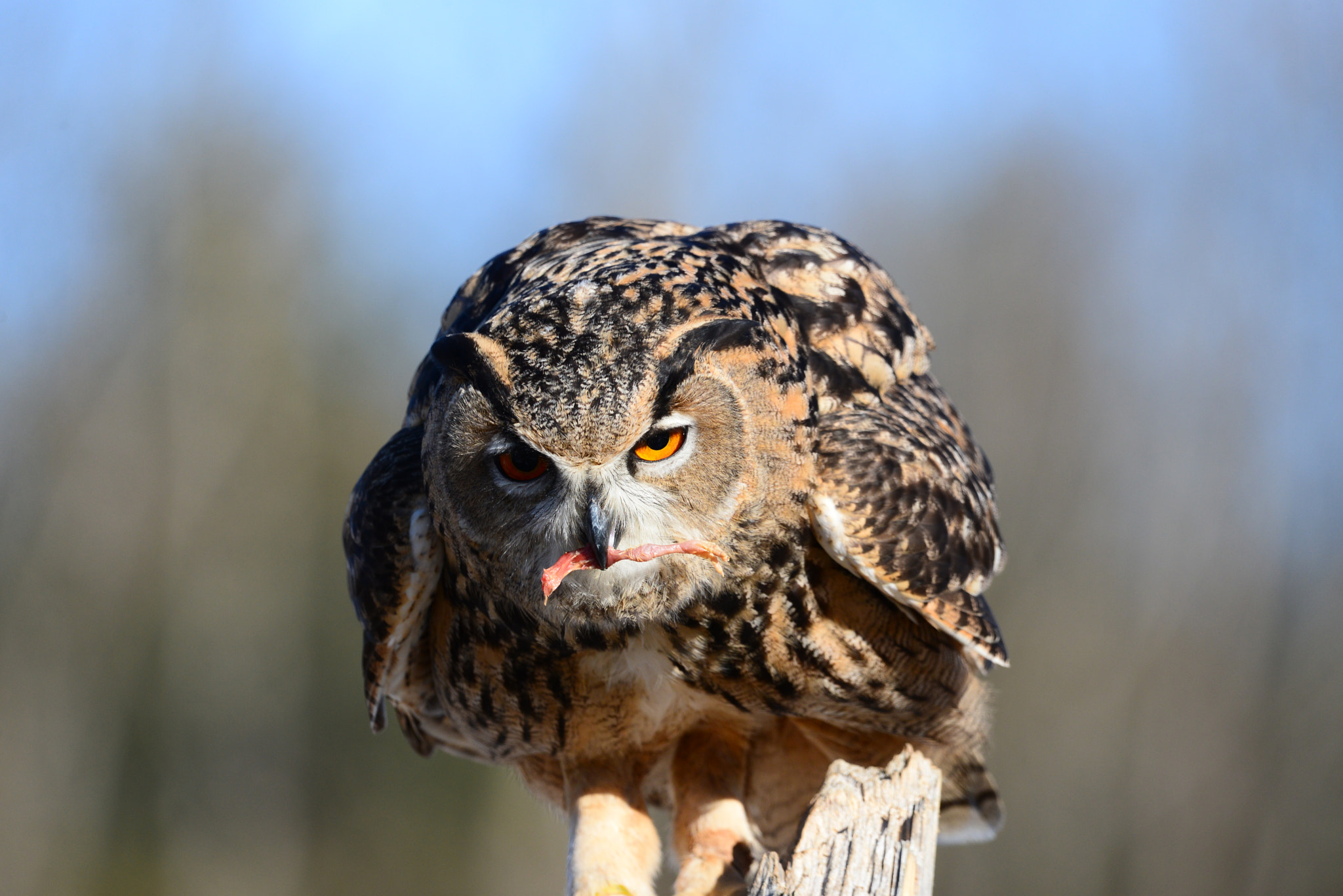Sigma 150-600mm F5-6.3 DG OS HSM | C sample photo
