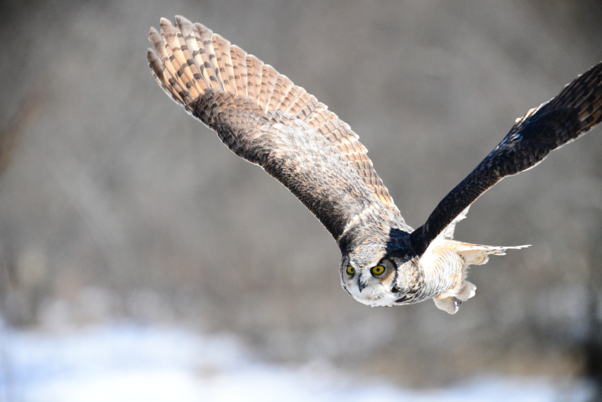 Sigma 150-600mm F5-6.3 DG OS HSM | C sample photo