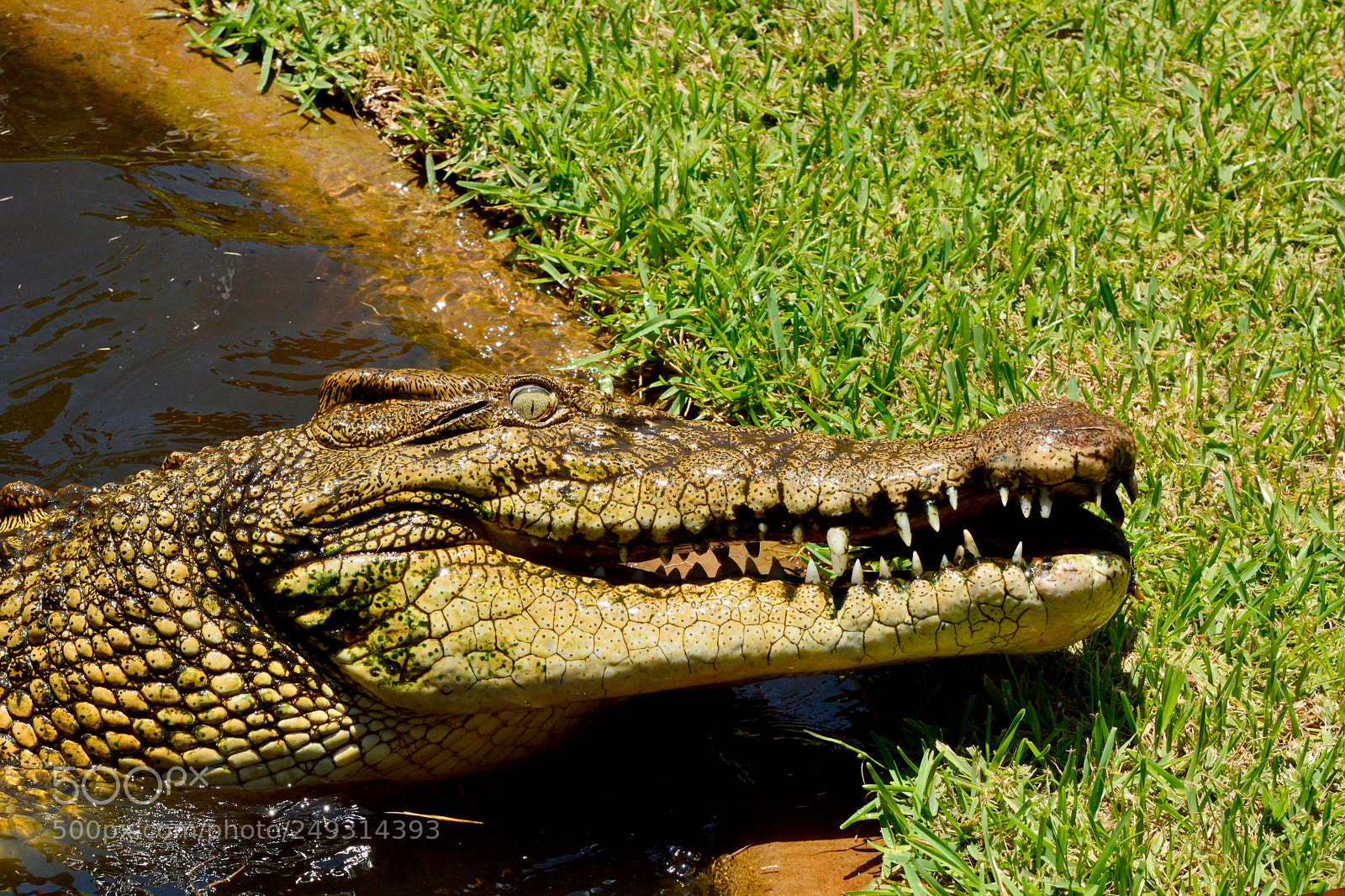 Nikon D7100 sample photo. Saltwater crocodile (crocodylus porosus) photography