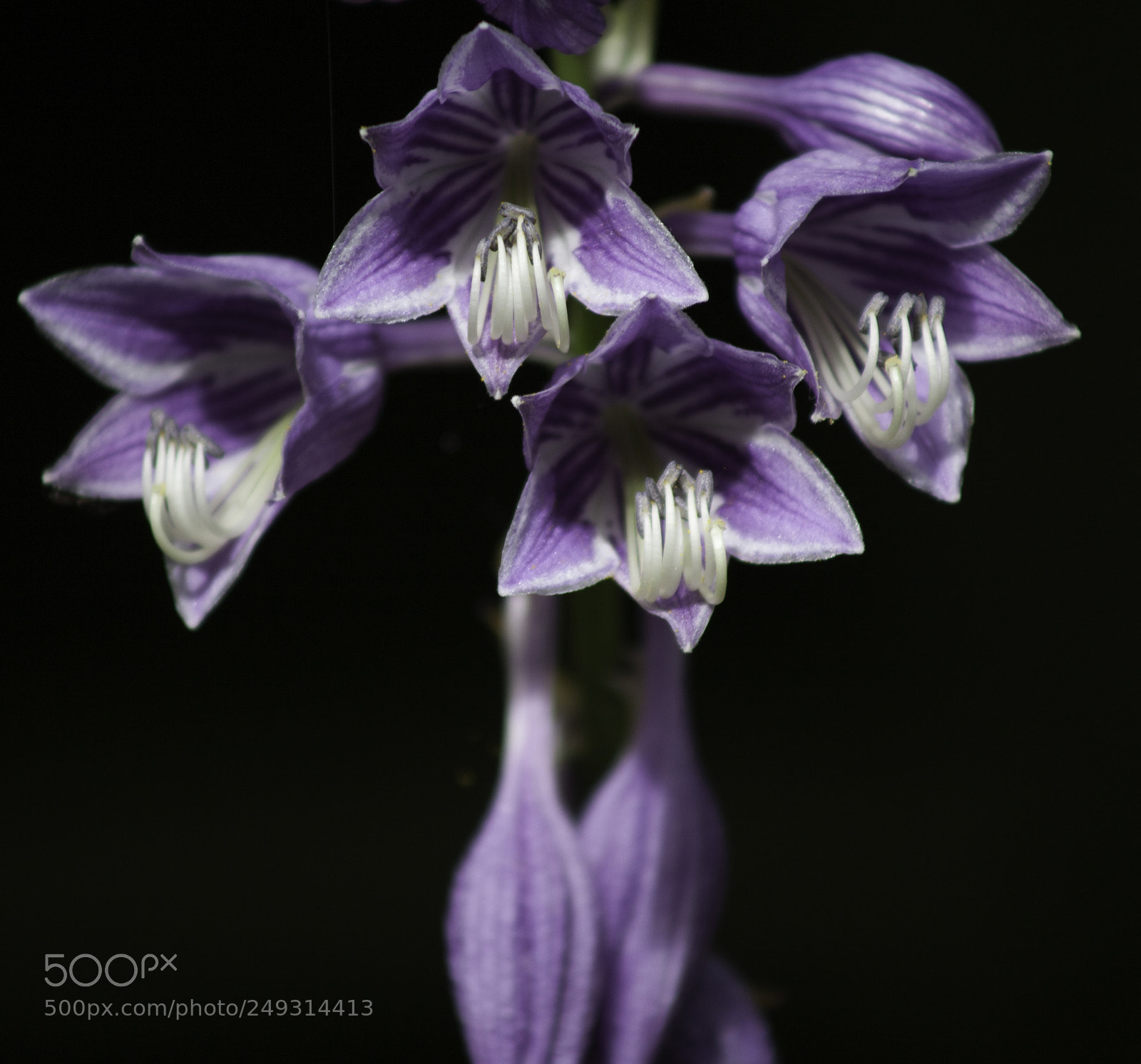 Canon EOS 5D sample photo. Square flower photography