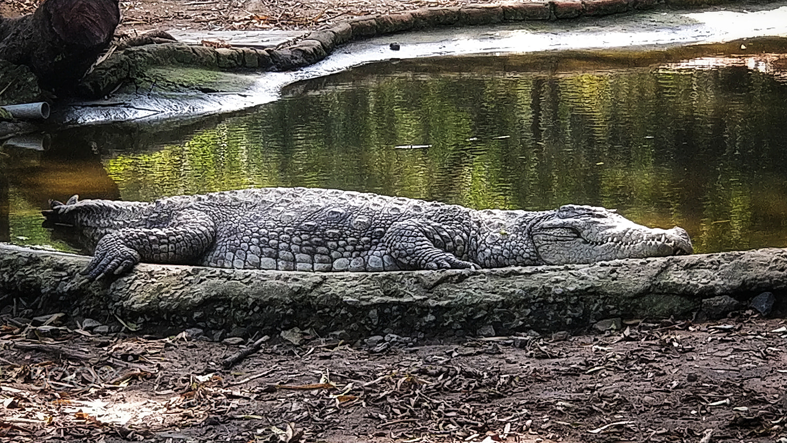 OnePlus 5 sample photo. Crocodile photography