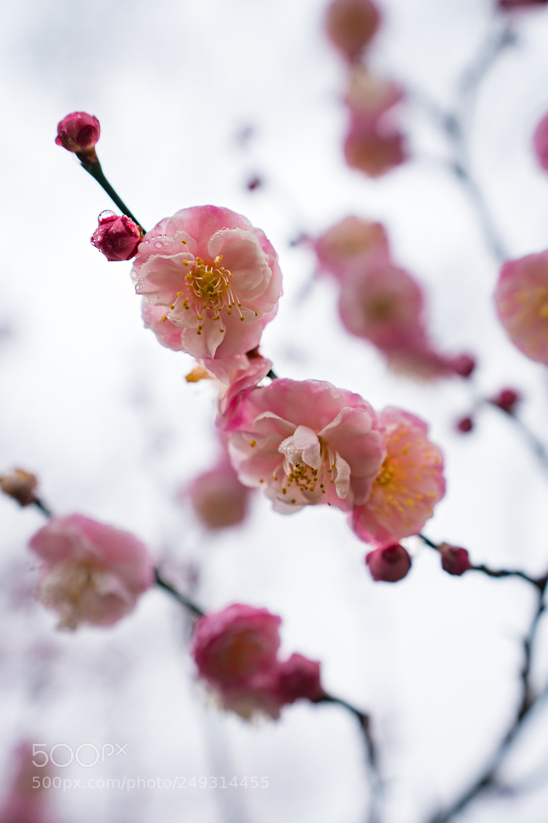 Sony a6300 sample photo. Spring blossoms photography