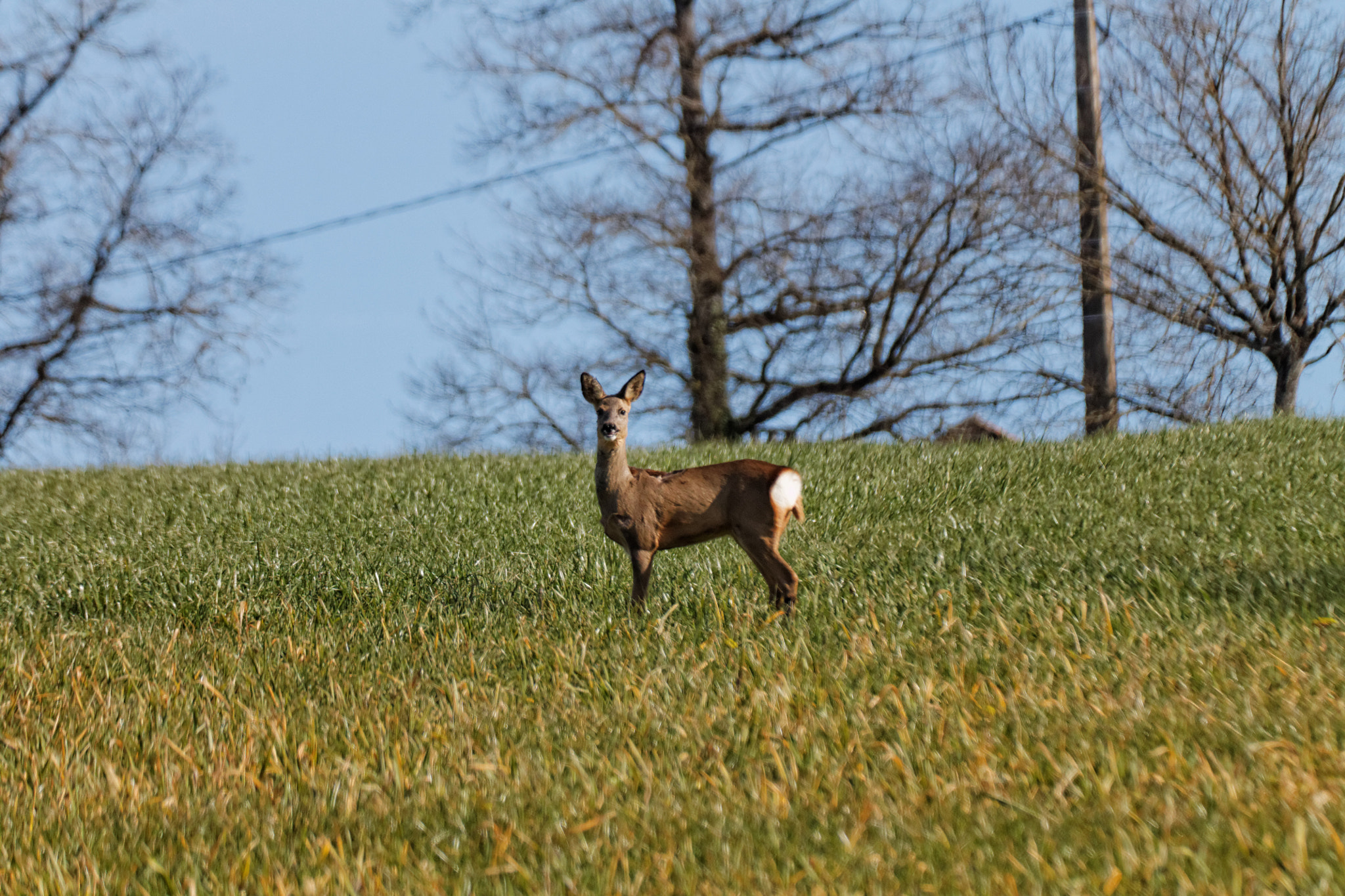 Canon EF 100-300mm f/5.6 sample photo