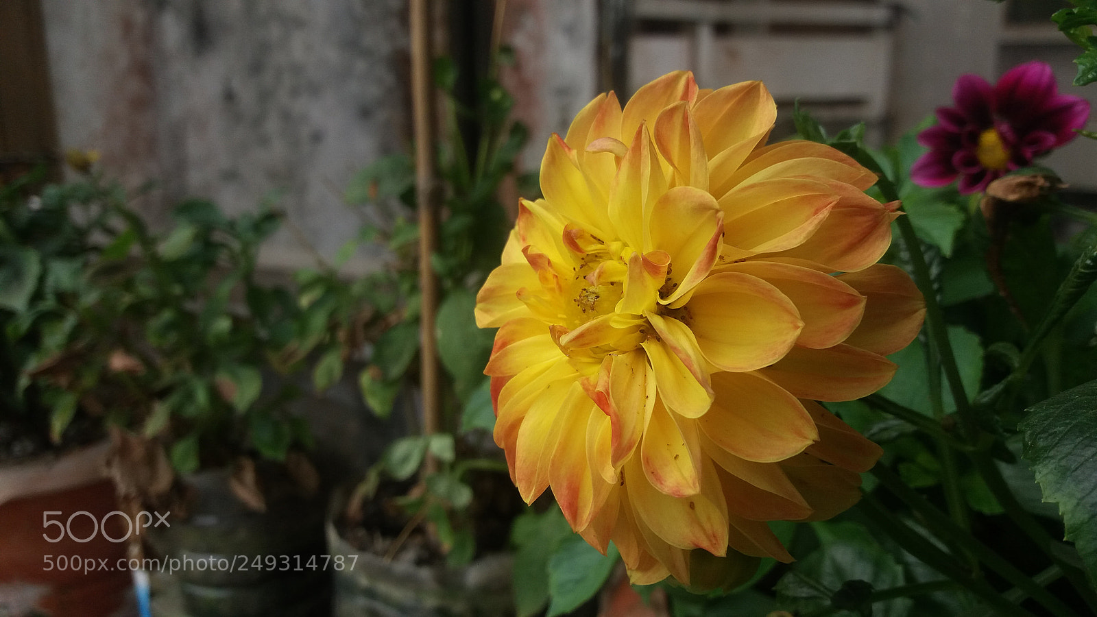 Samsung Galaxy J5 sample photo. Flower  photography