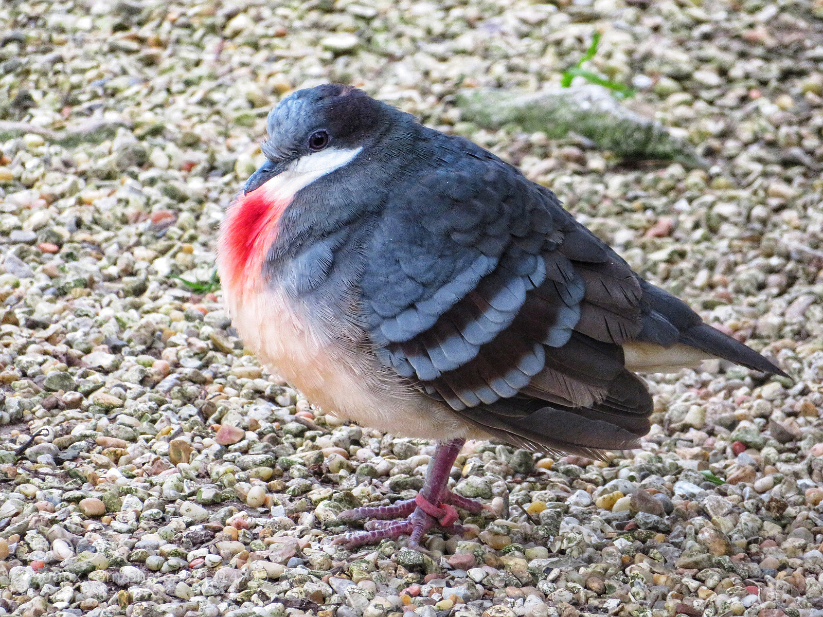 Canon PowerShot SX720 HS sample photo. Bleeding heart pigeon photography