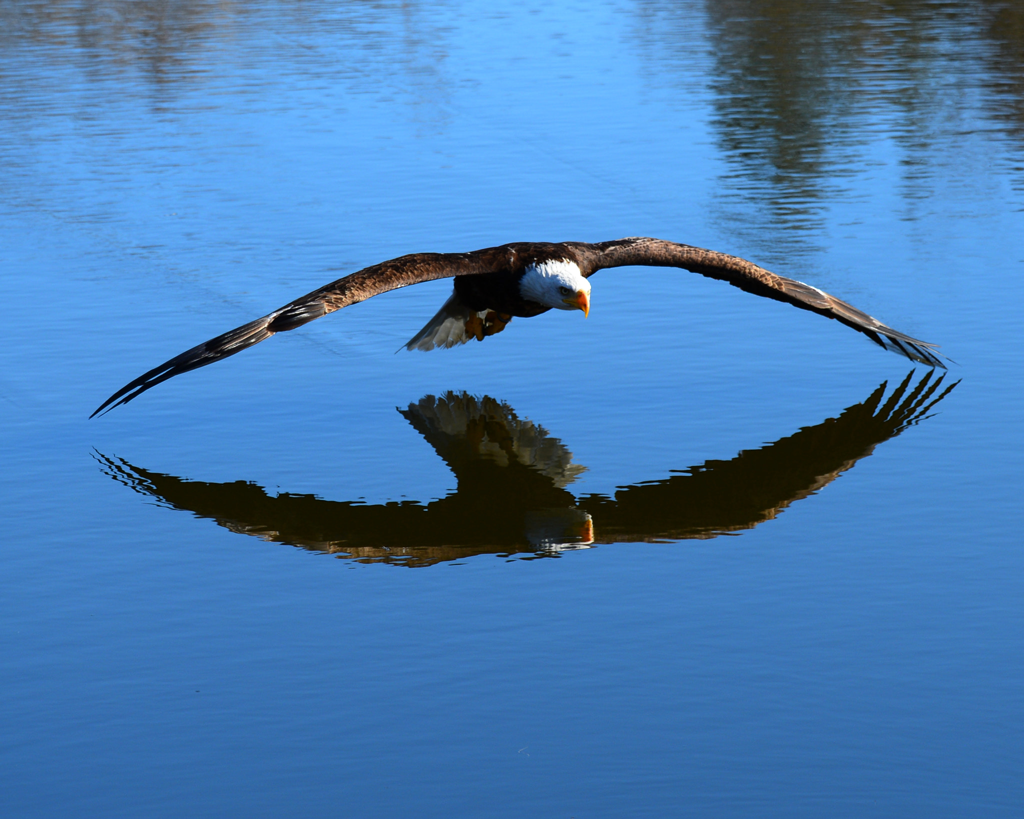 Sigma 150-600mm F5-6.3 DG OS HSM | C sample photo. Reflection photography