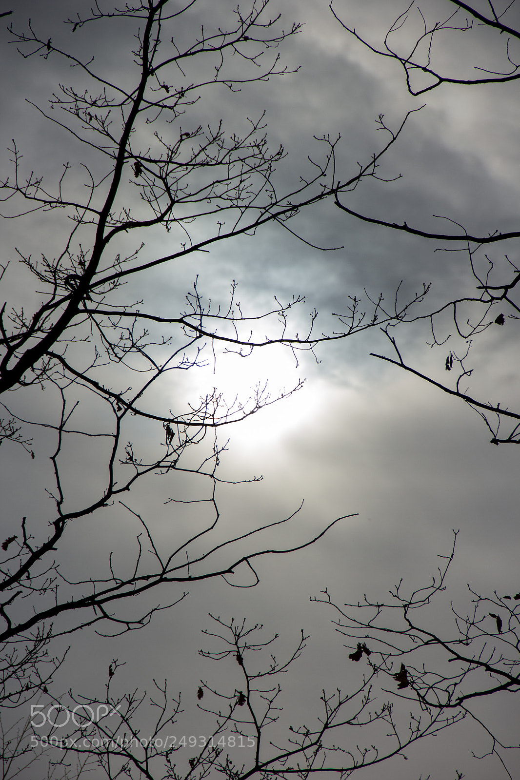 Canon EOS 60D sample photo. Into the woods photography