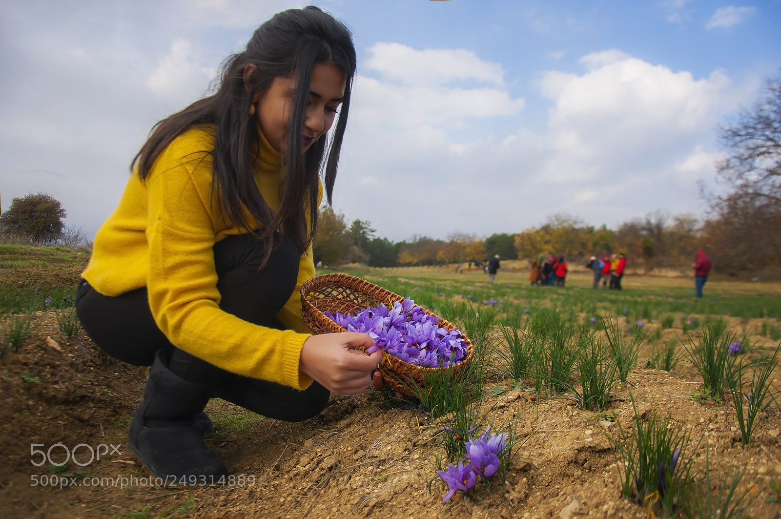 Nikon D90 sample photo. Saffron harvest time photography