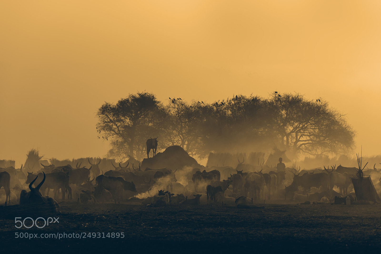 Nikon D810 sample photo. Silhouettes photography