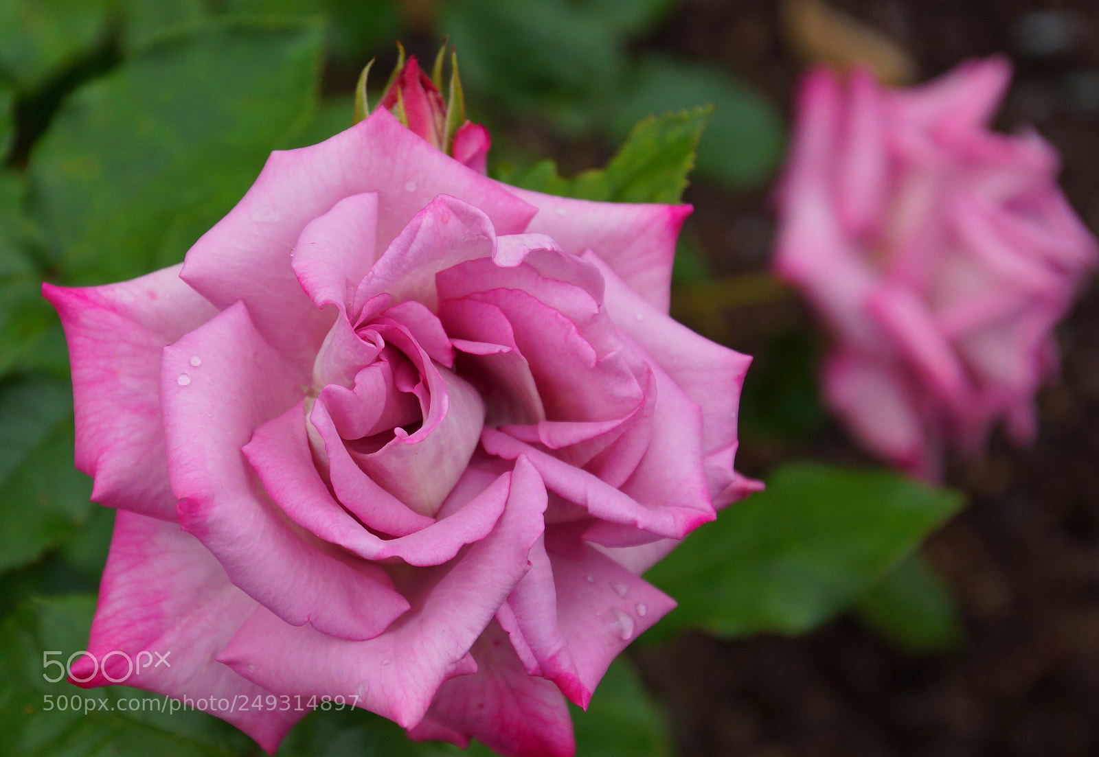 Sony SLT-A77 sample photo. Rose photography