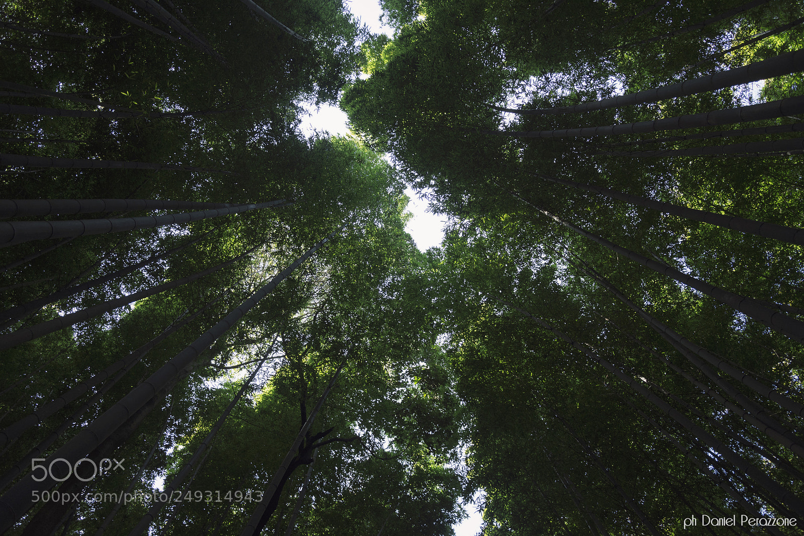 Nikon D7100 sample photo. Arashiyama | 2 photography