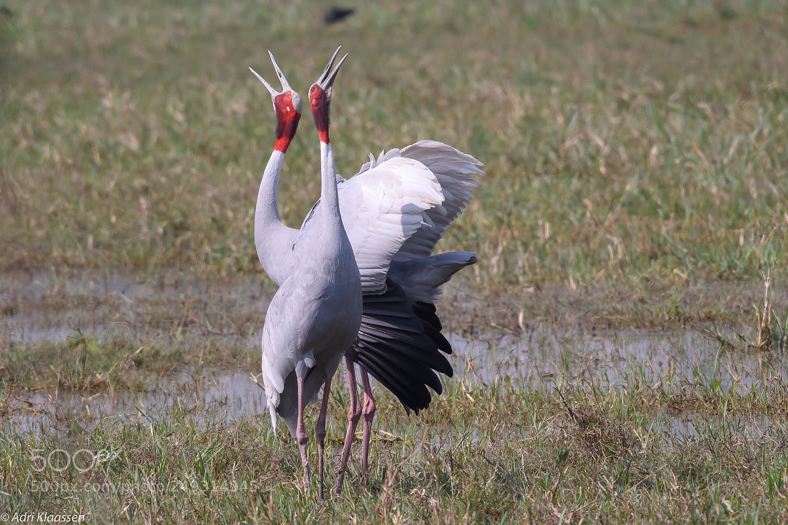 Nikon D500 sample photo. Sarus crane photography