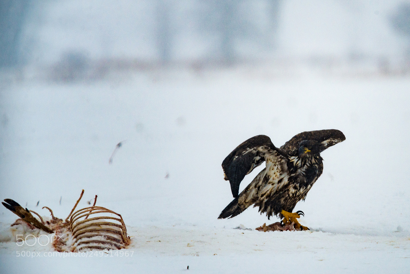 Nikon D600 sample photo. Hungry winter photography