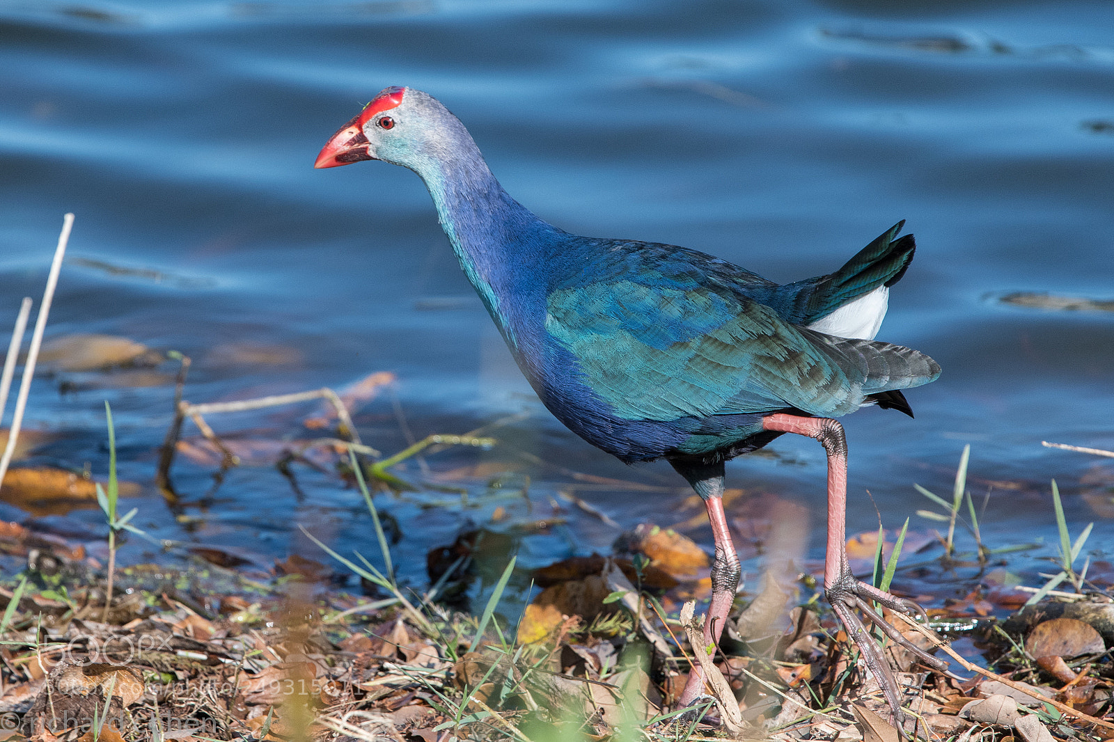 Nikon D500 sample photo. Grey headed swamphen photography