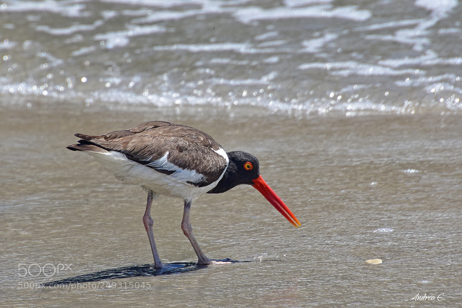 Nikon D7200 sample photo. Oystercatcher on the hunt photography