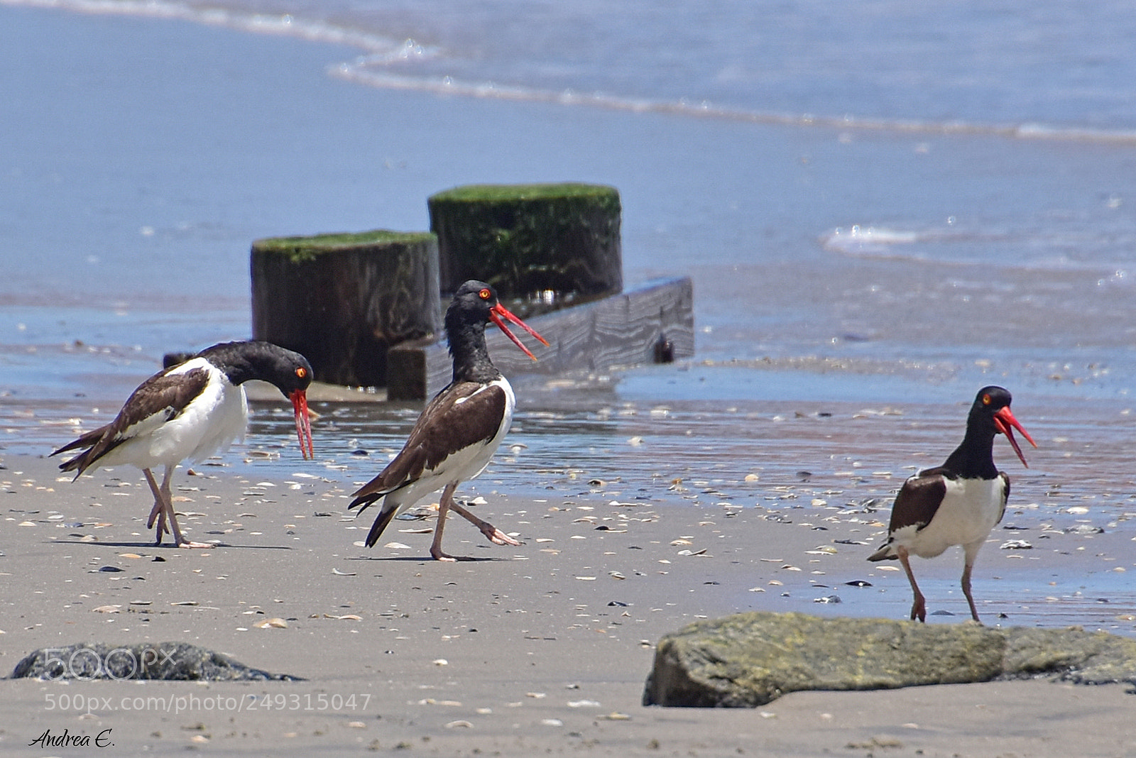 Nikon D7200 sample photo. Triplets :) photography