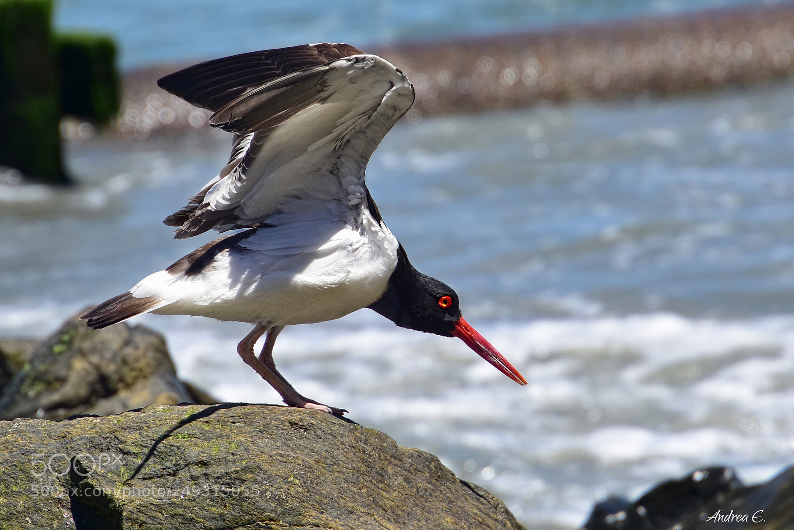 Nikon D7200 sample photo. Preparing for takeoff photography