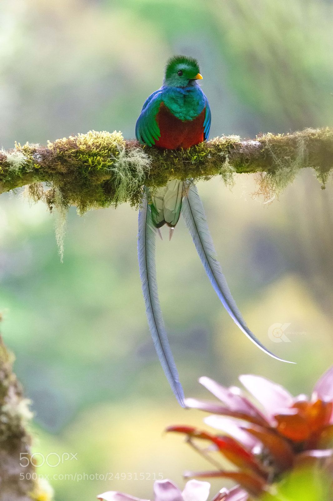 Nikon D7200 sample photo. Resplendent quetzal birds widelife photography