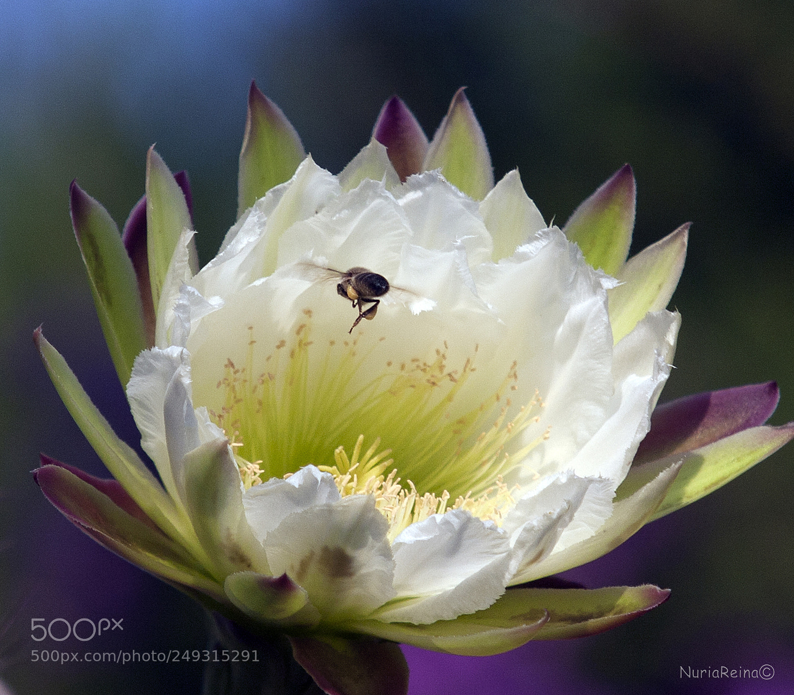Canon EOS 40D sample photo. Cactus flower photography