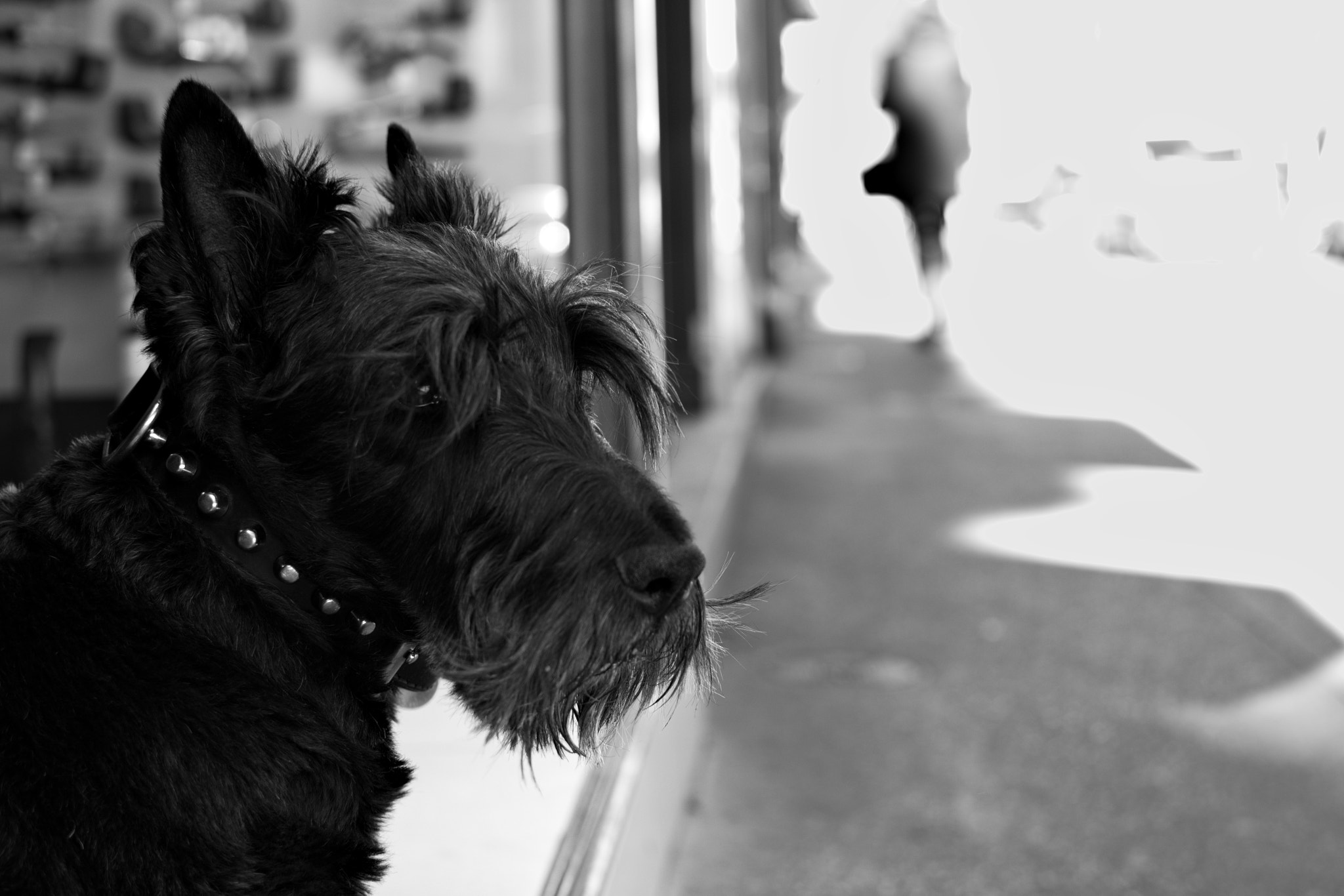 Nikon AF-S DX Nikkor 35mm F1.8G sample photo. The dog who keeps an eye on the street, lyon (fr) photography