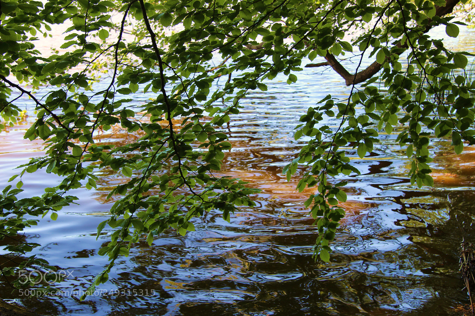 Canon EOS 700D (EOS Rebel T5i / EOS Kiss X7i) sample photo. Bagsværd sø photography