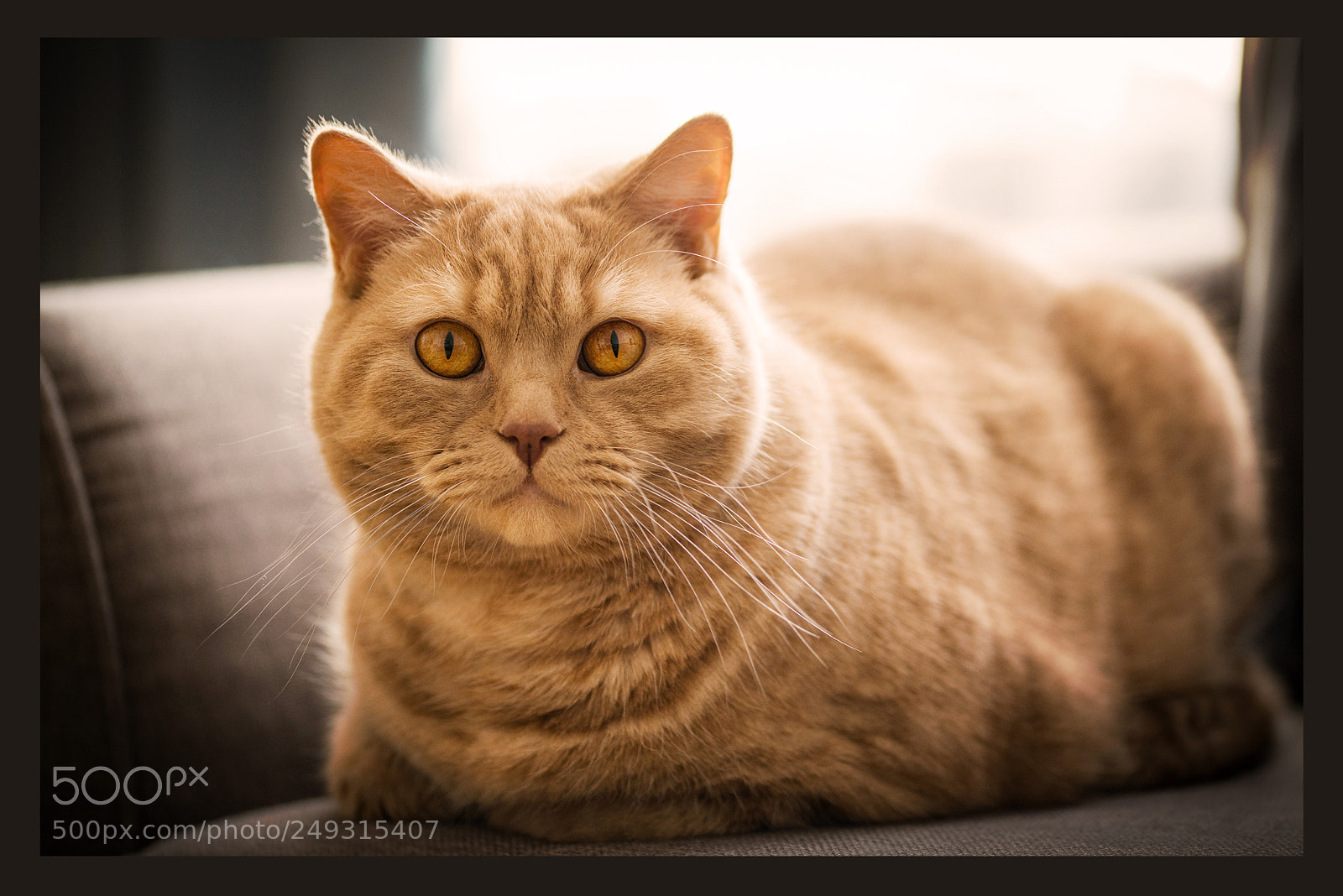 Nikon D800 sample photo. Resting cat ii photography