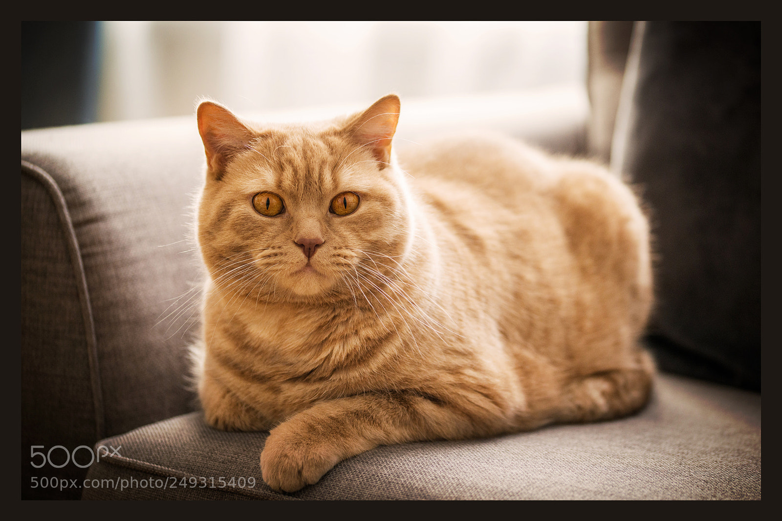 Nikon D800 sample photo. Resting cat photography