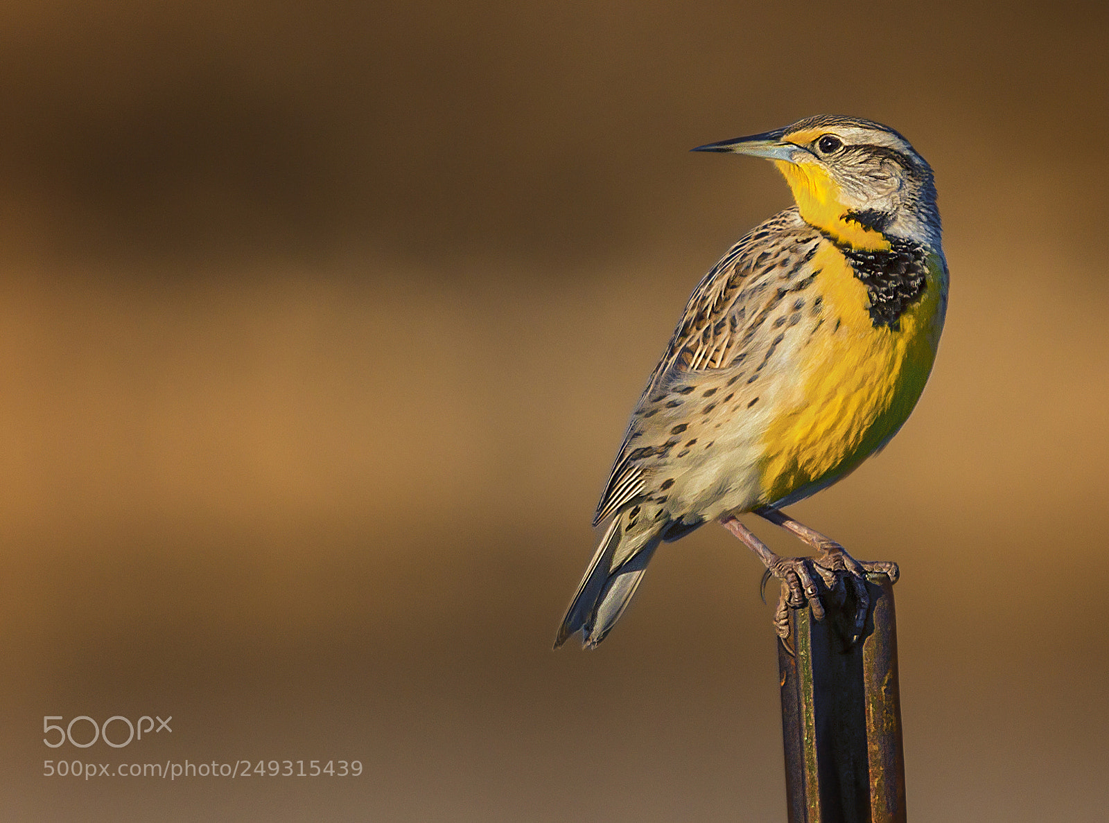 Canon EOS 700D (EOS Rebel T5i / EOS Kiss X7i) sample photo. Morning meadowlark photography