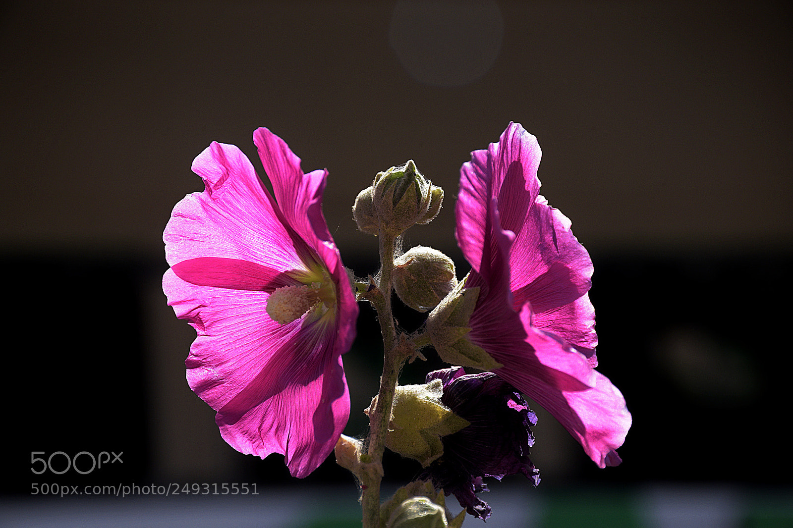 Nikon D3300 sample photo. Fl 2 photography