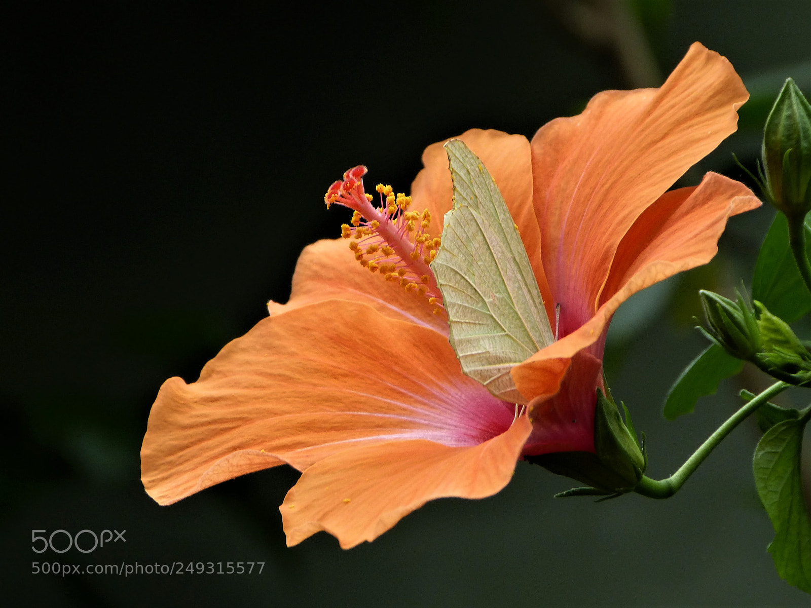 Panasonic Lumix DMC-FZ150 sample photo. Papillon en fleur photography