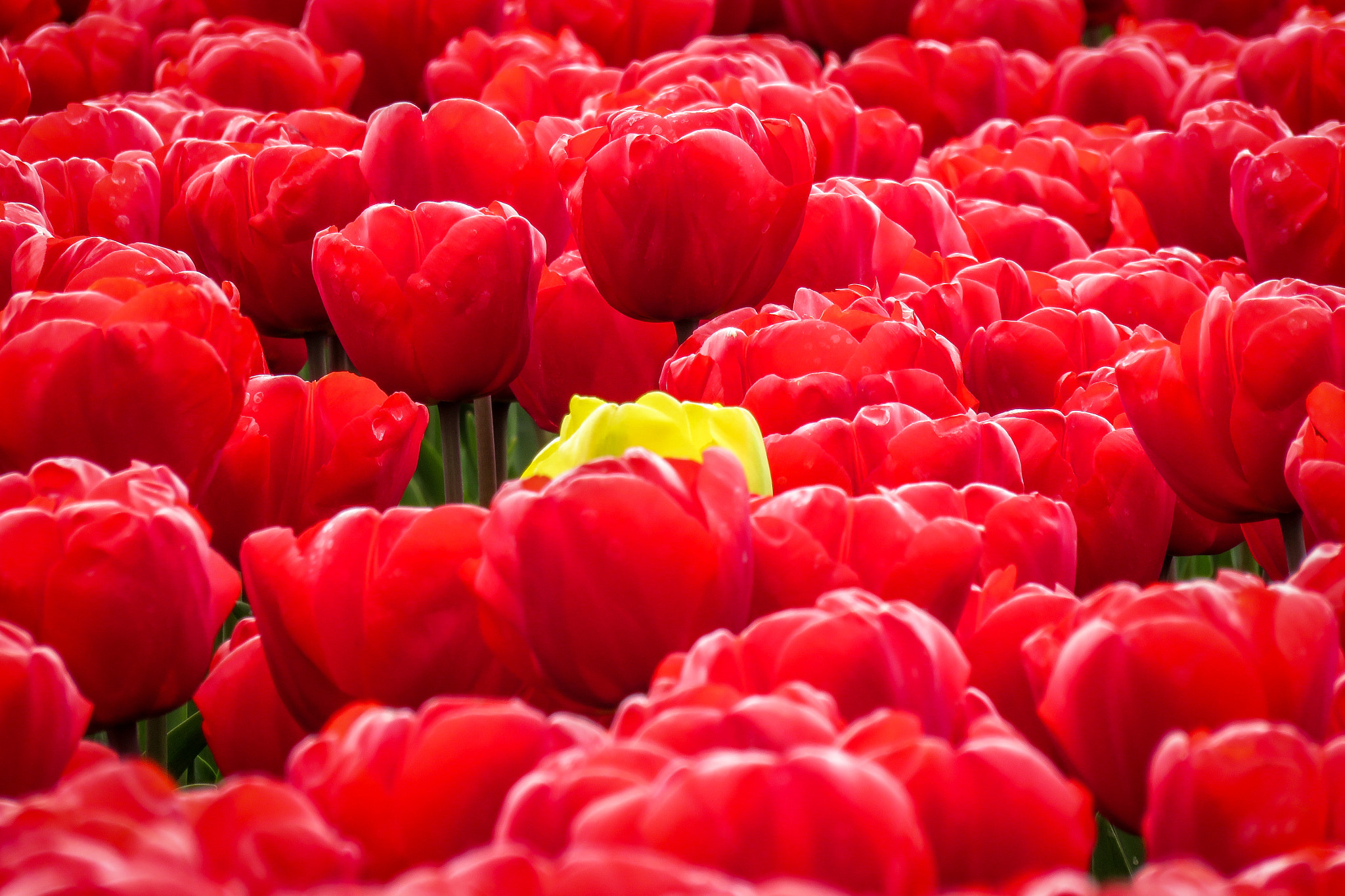 Canon PowerShot SX700 HS sample photo. Alone in the red photography
