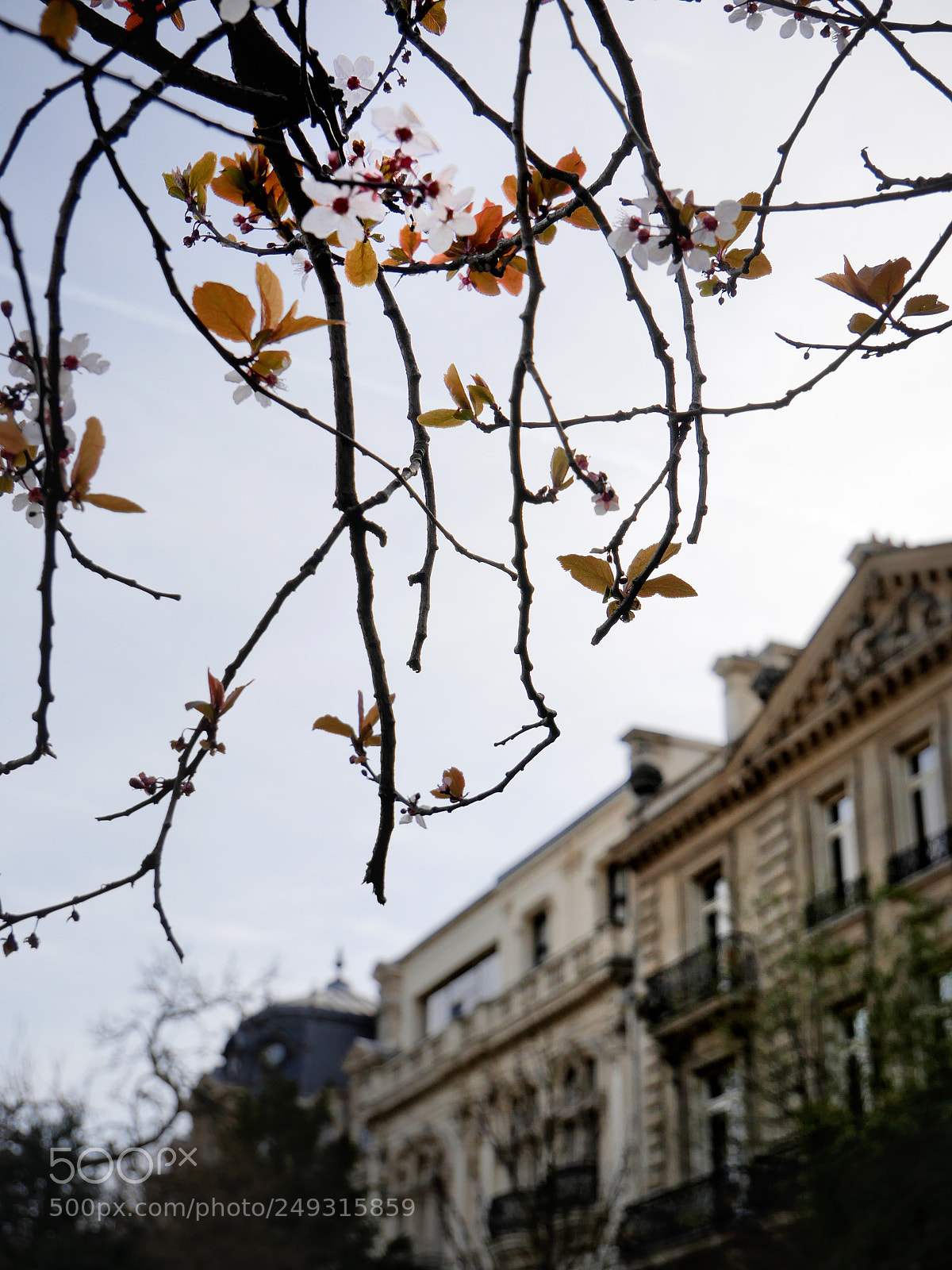 Panasonic Lumix DMC-GH4 sample photo. Spring is coming in photography