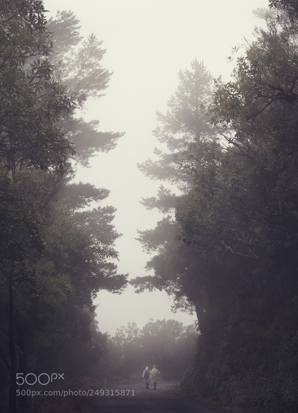 Nikon D700 sample photo. Madeira photography
