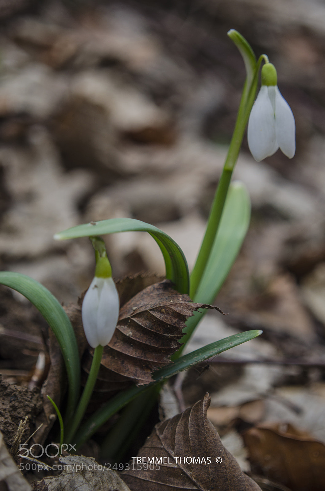 Nikon D5100 sample photo. Ghiocelu spring flowers photography