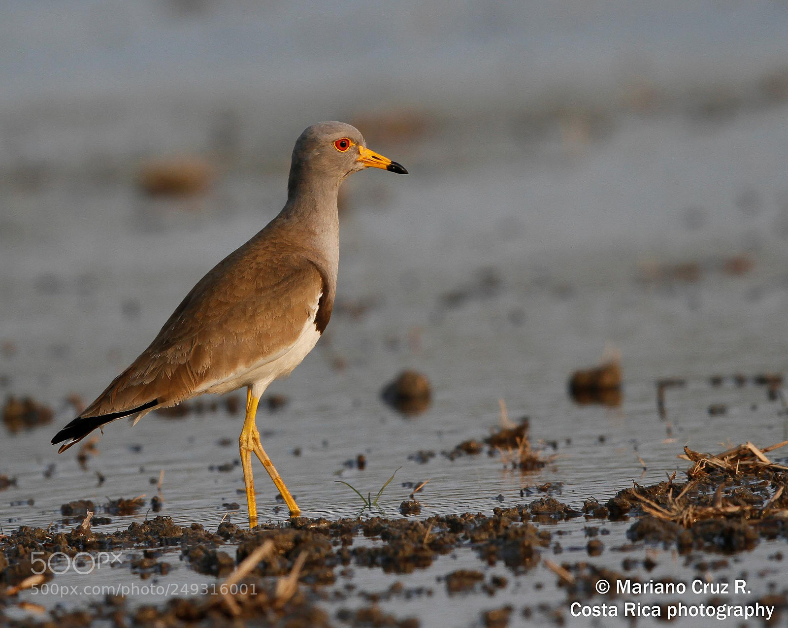 Canon EOS 7D sample photo. Grey-headed lapwing ケリ photography