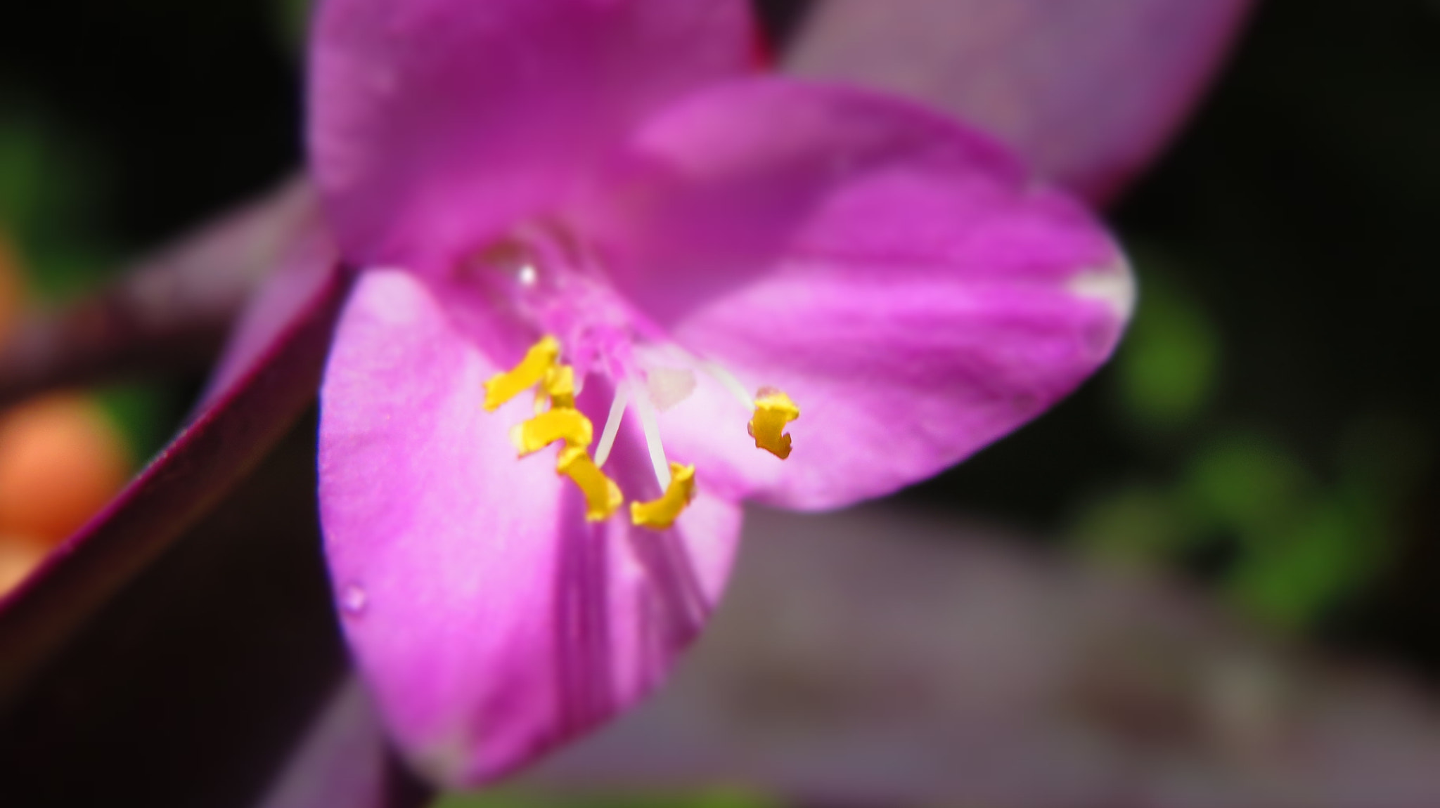 Canon PowerShot ELPH 530 HS (IXUS 510 HS / IXY 1) sample photo. The violet flower photography