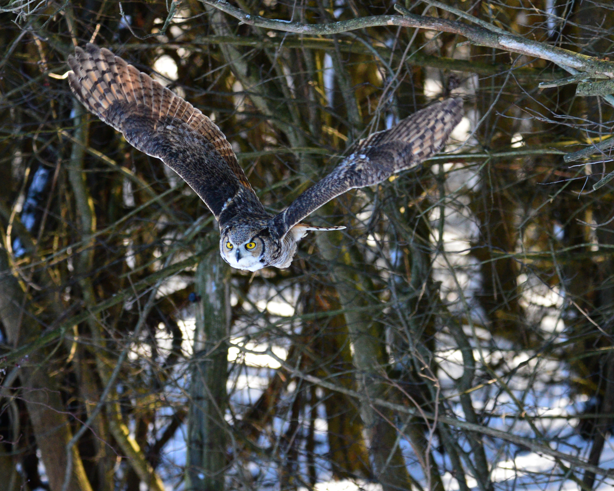 Nikon D600 + Sigma 150-600mm F5-6.3 DG OS HSM | C sample photo. Great horned owl photography