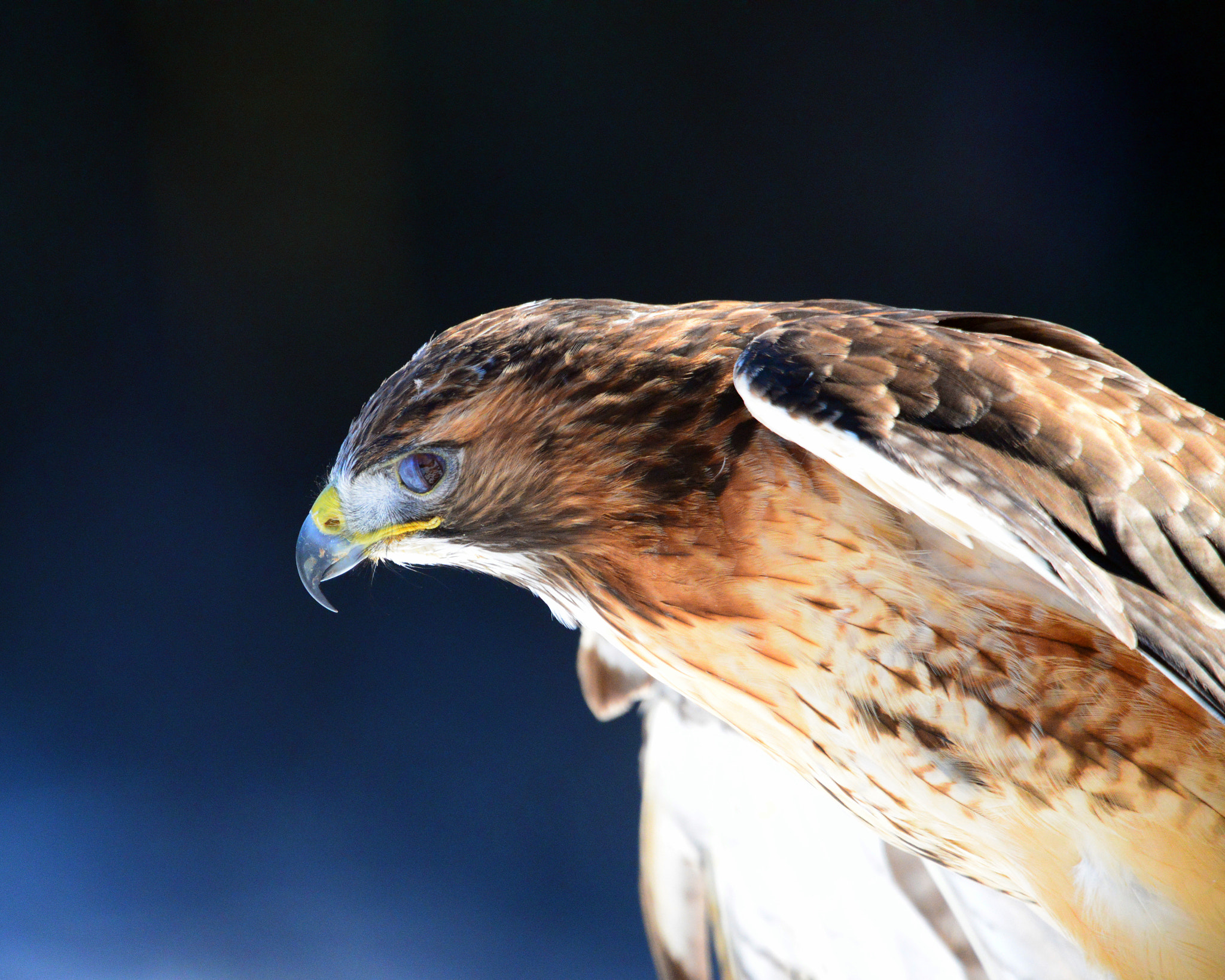 Sigma 150-600mm F5-6.3 DG OS HSM | C sample photo. Sir falcon photography