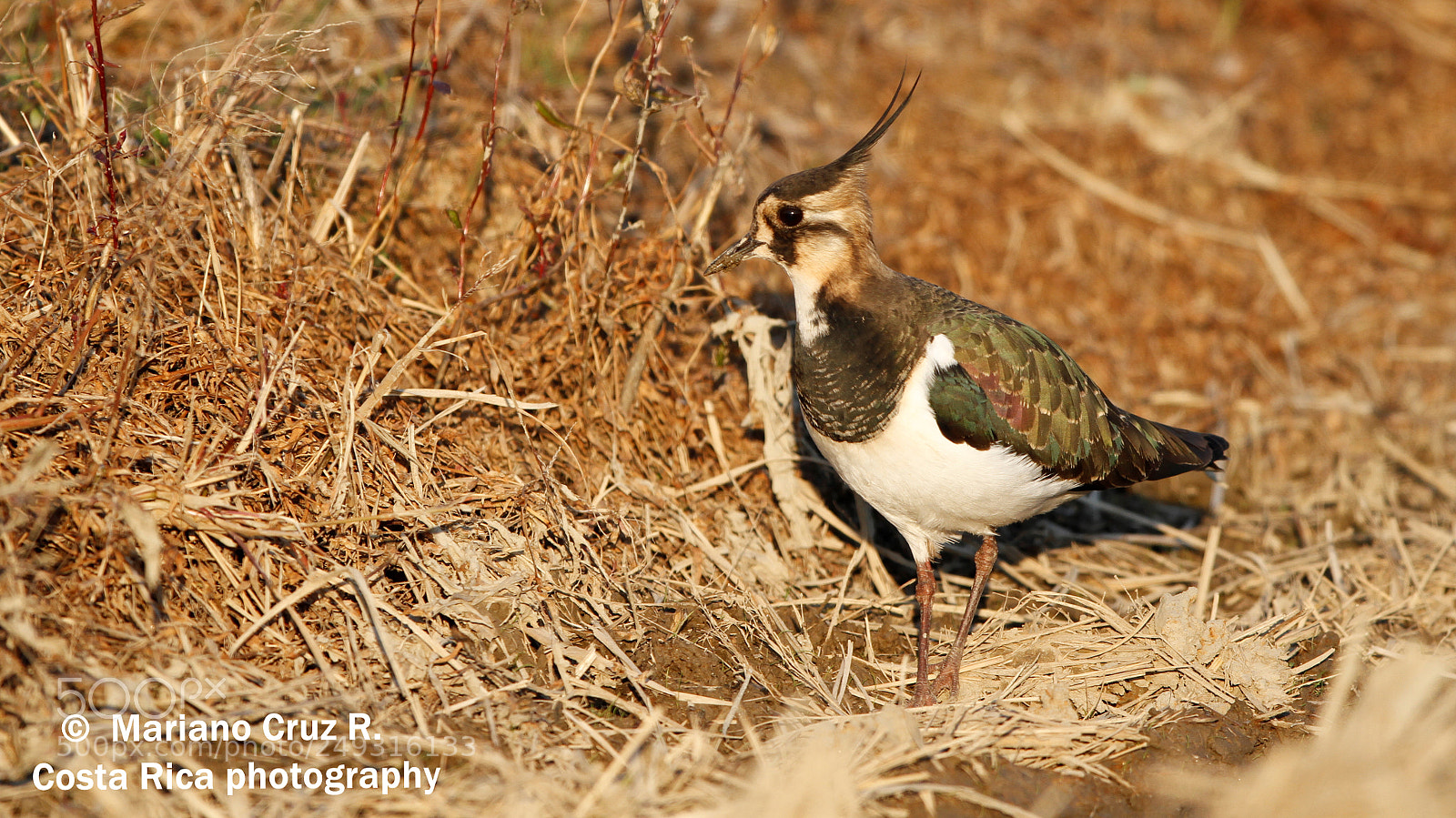 Canon EOS 7D sample photo. タゲリ  northern lapwing photography