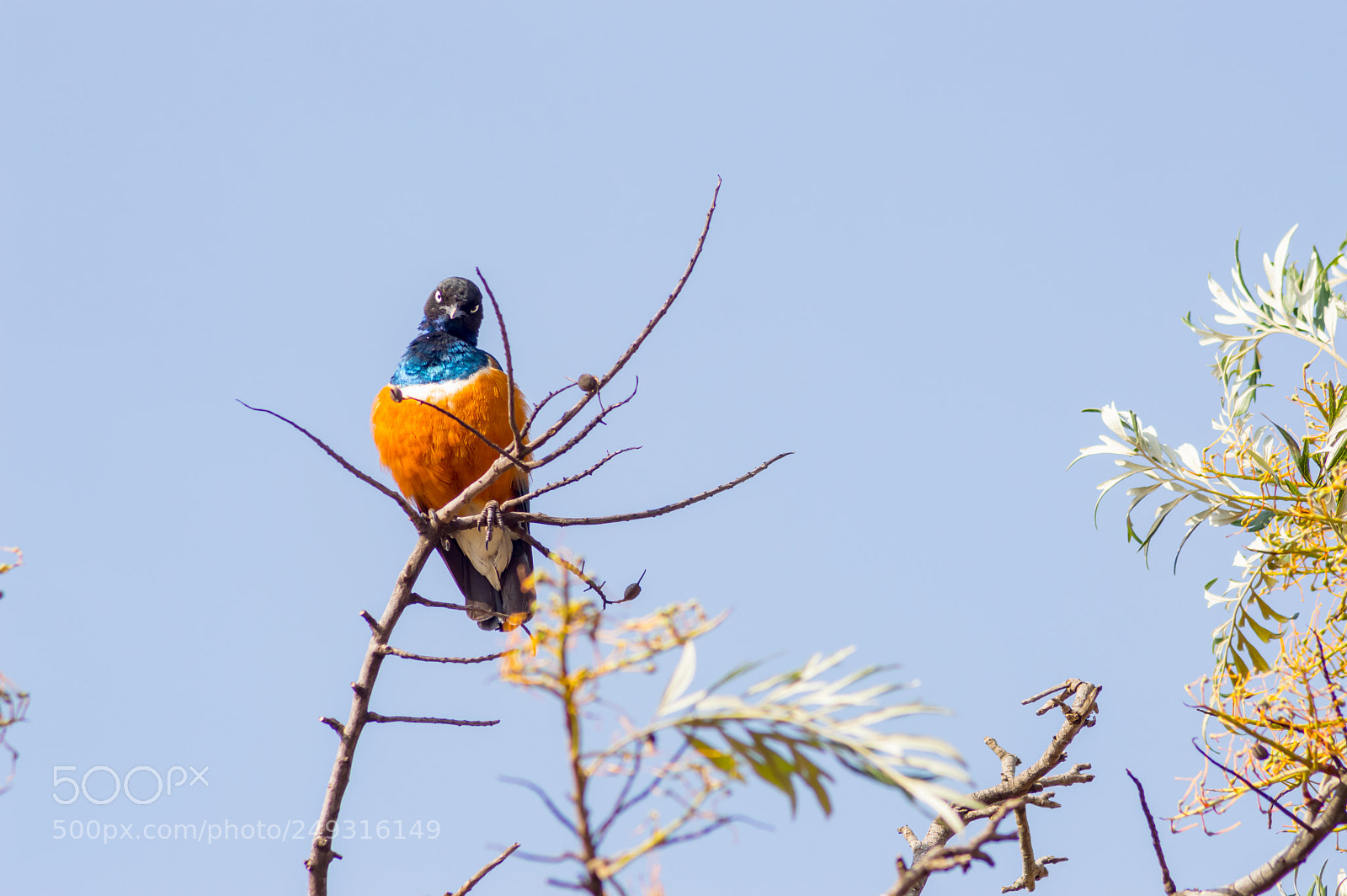 Nikon D3200 sample photo. Superb starling with naughty photography