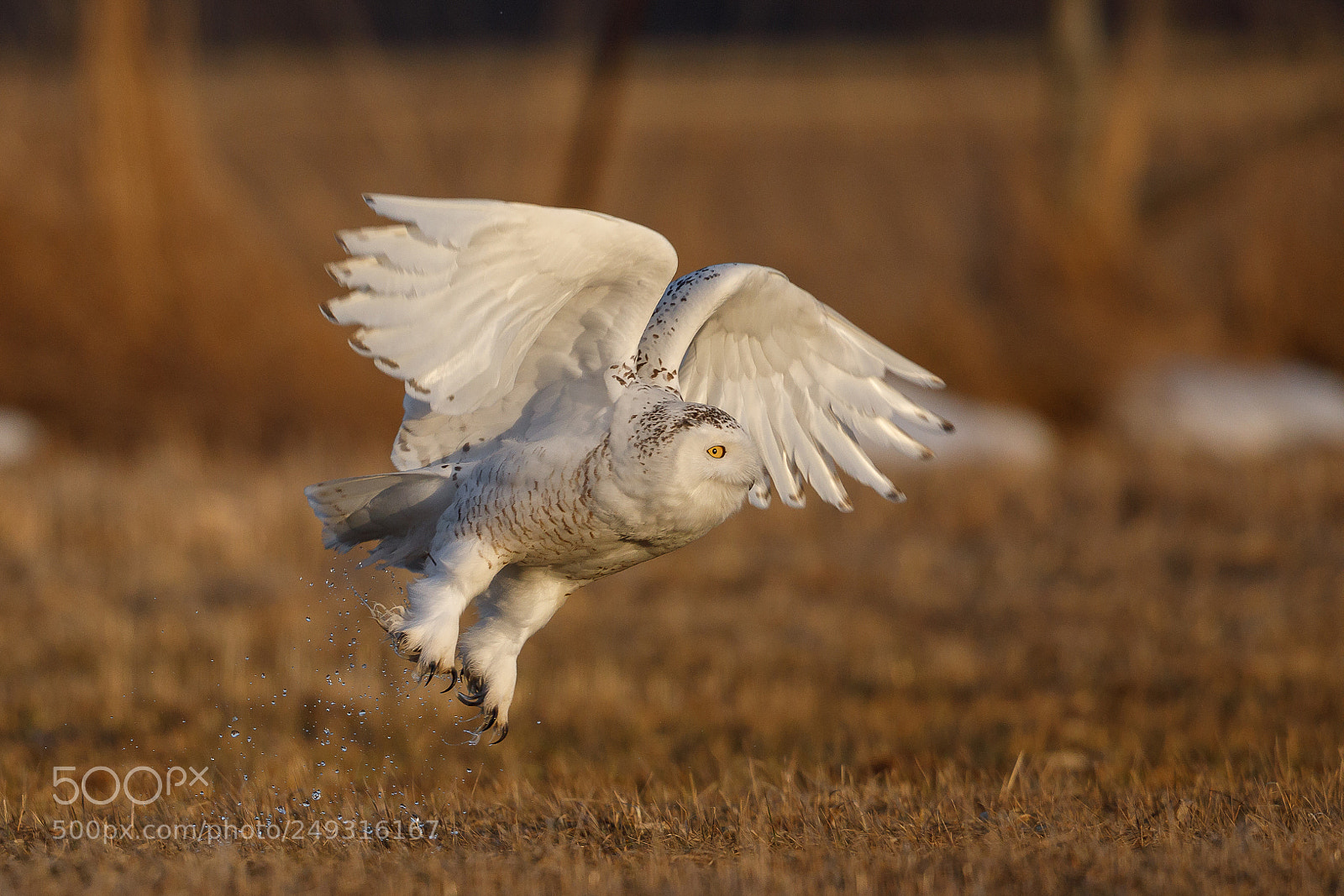 Canon EOS 5D Mark IV sample photo. Lift off! photography