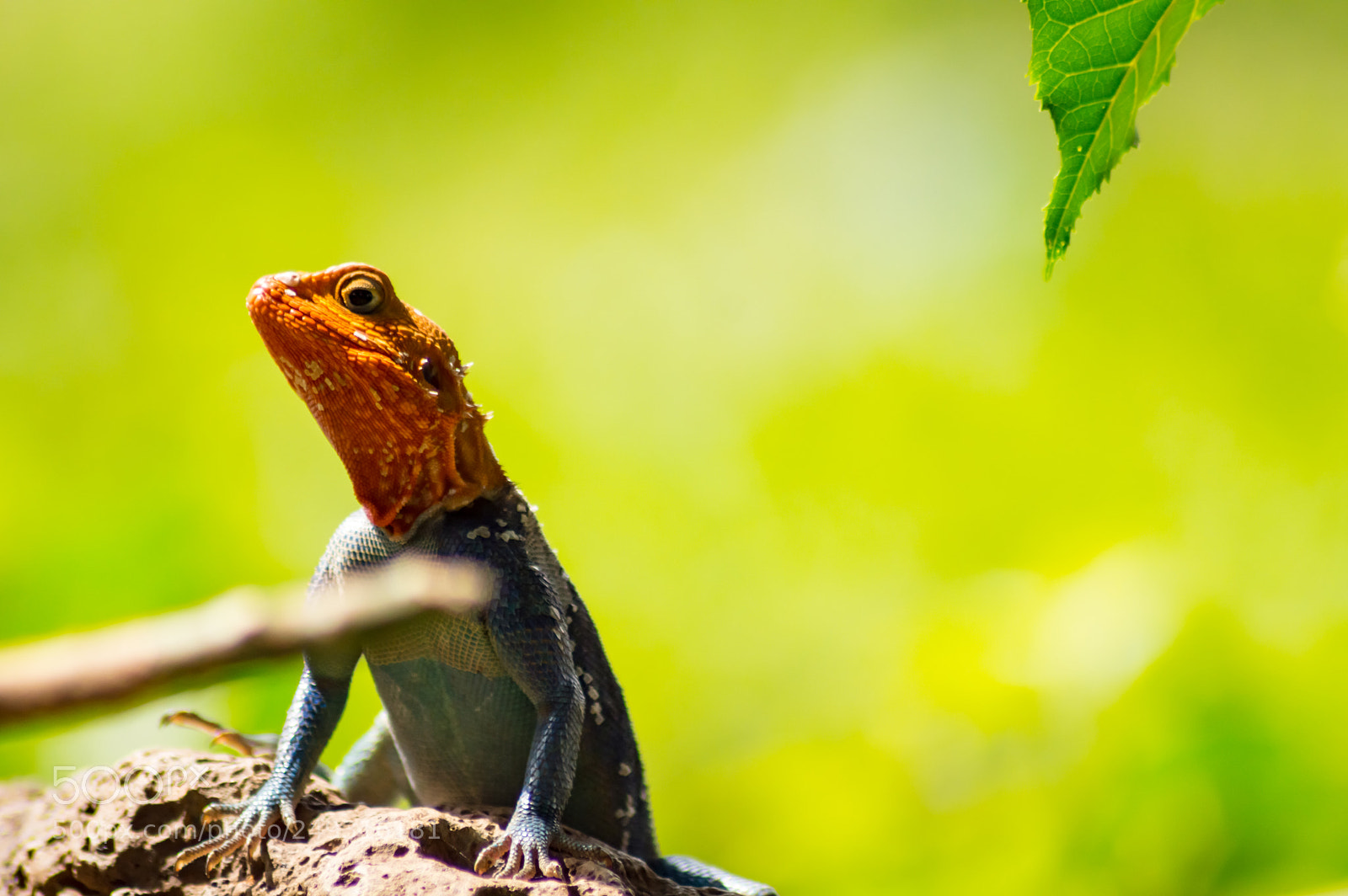 Nikon D3200 sample photo. Lizard called agame settlers photography