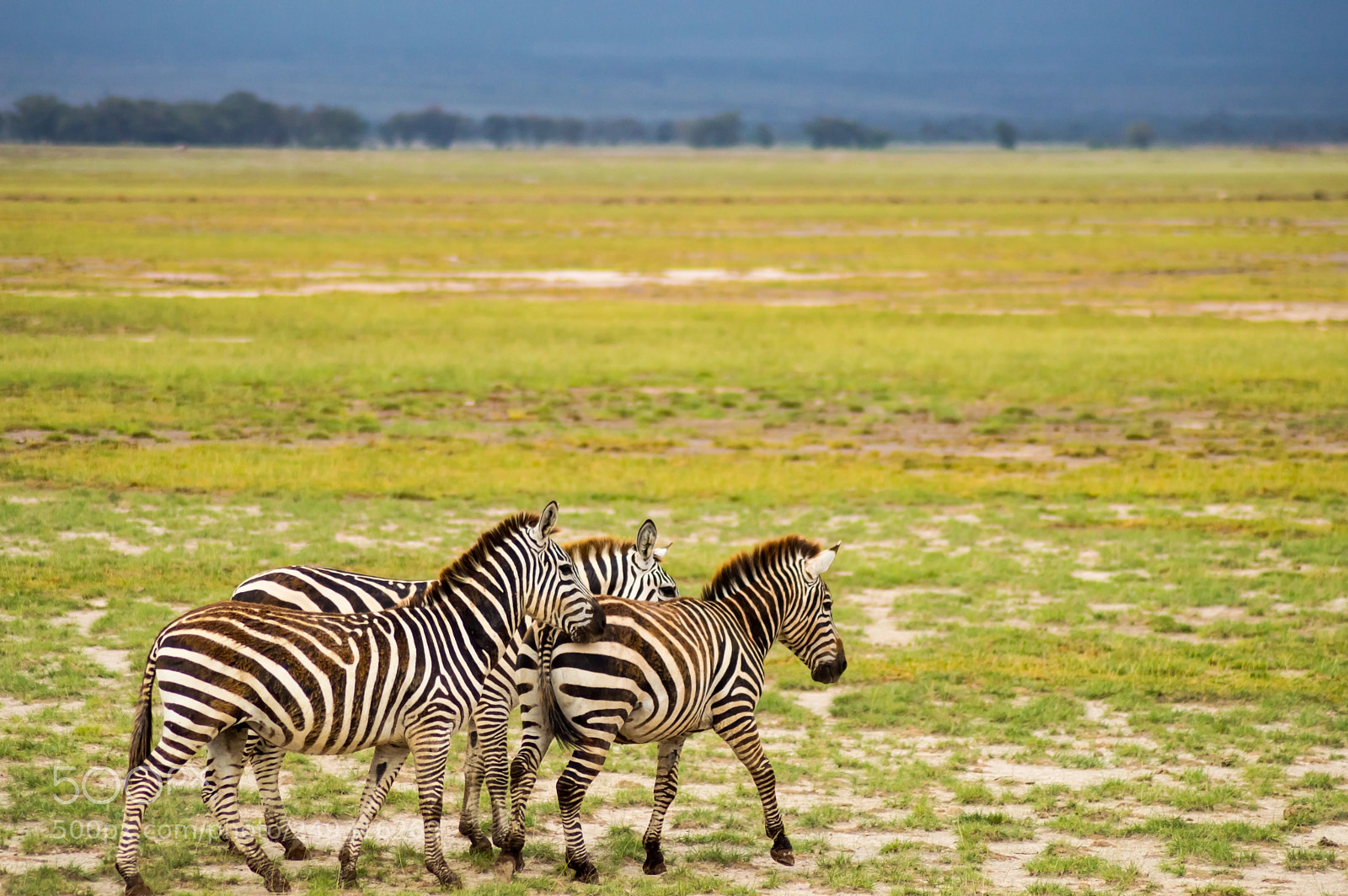 Nikon D3200 sample photo. Several zebras grazing in photography