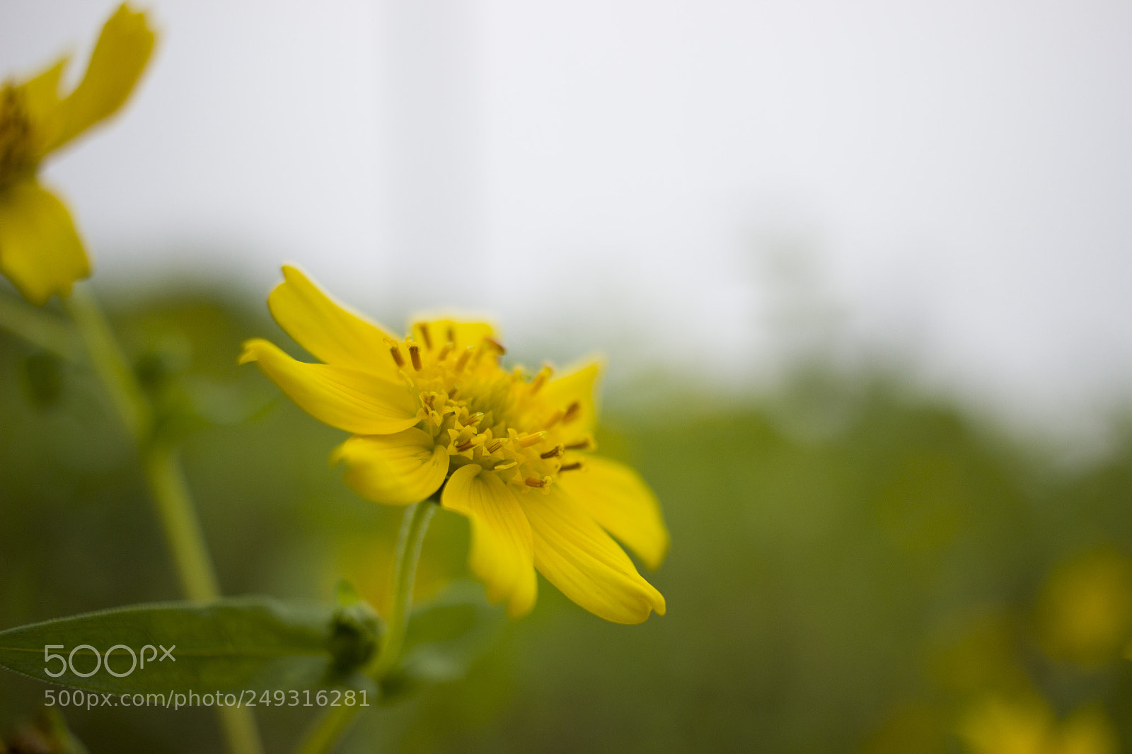 Canon EOS 600D (Rebel EOS T3i / EOS Kiss X5) sample photo. Yellow photography