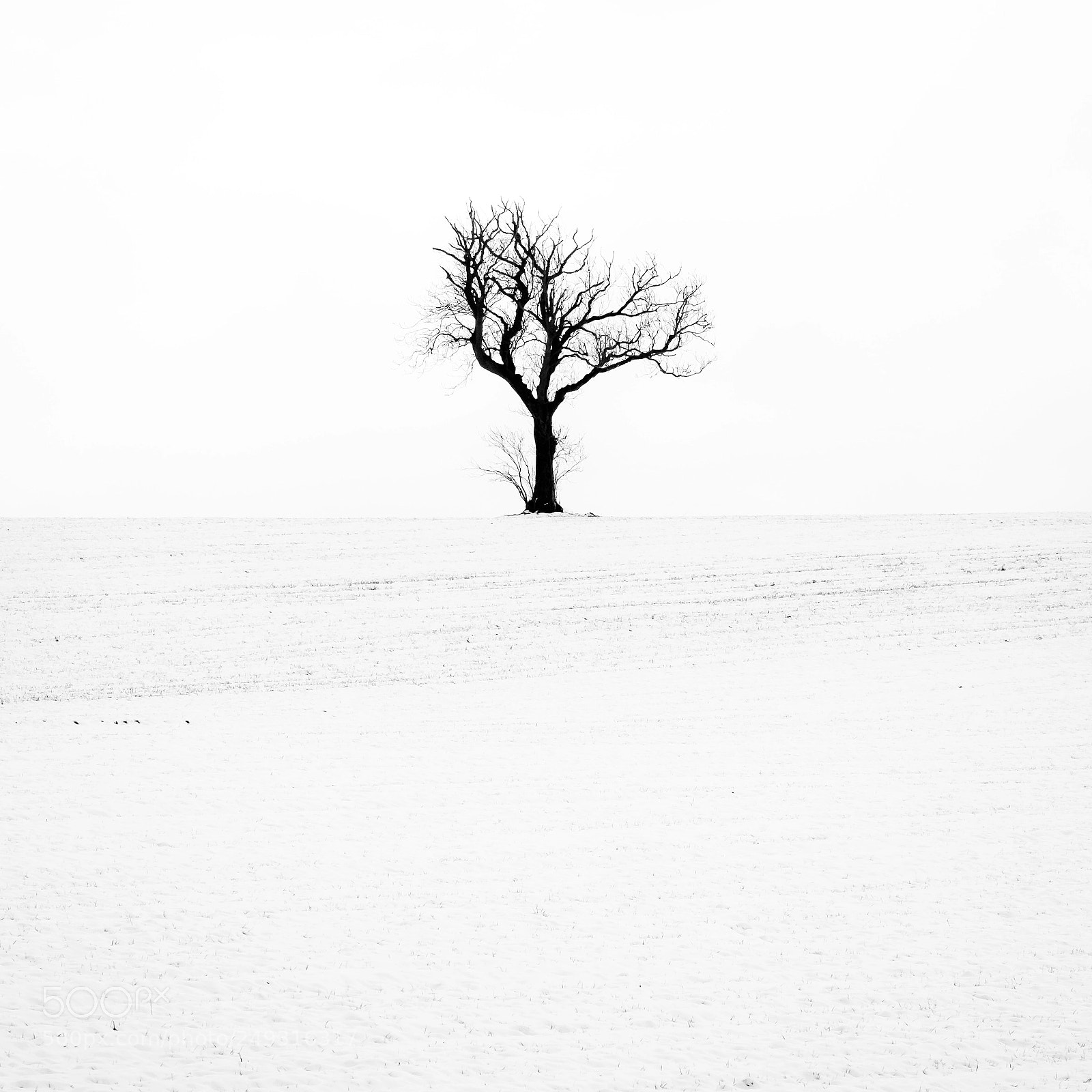 Fujifilm X-T1 sample photo. Lone tree in the photography