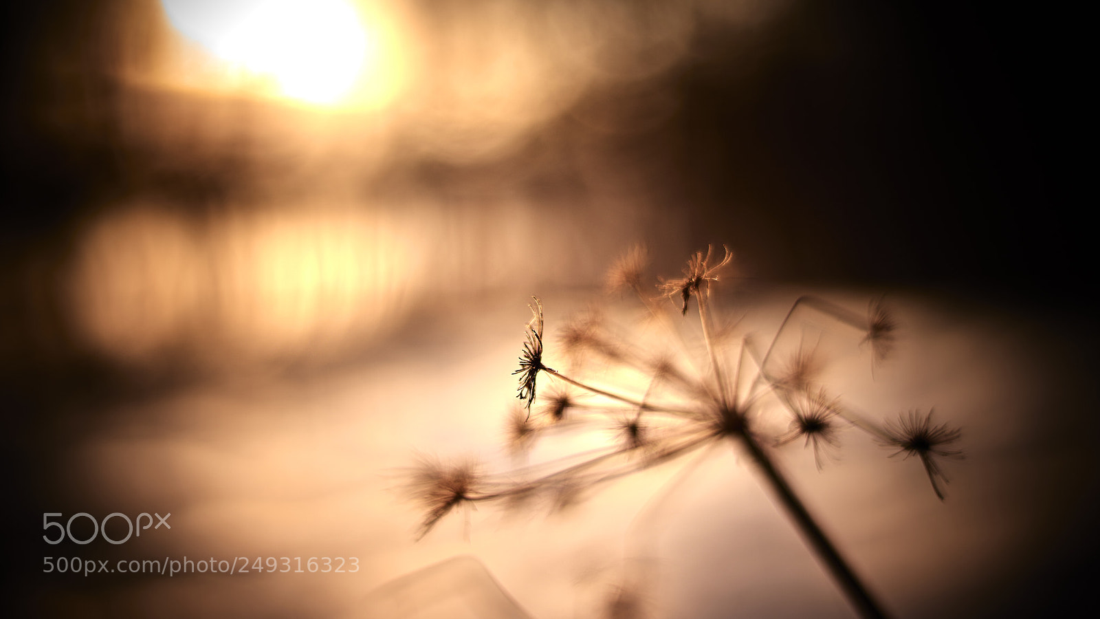 Nikon D800E sample photo. Reach out photography