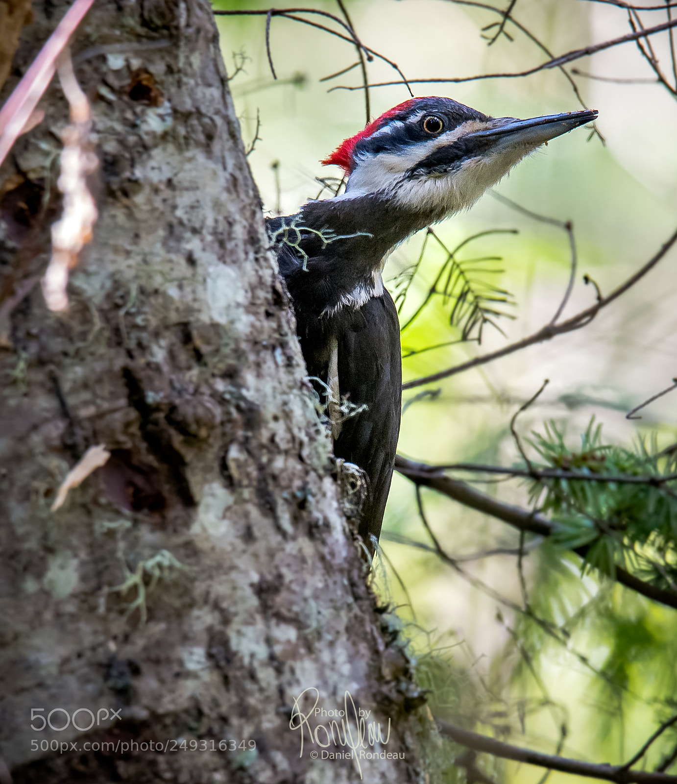 Nikon D7200 sample photo. Pileated woodpecker photography