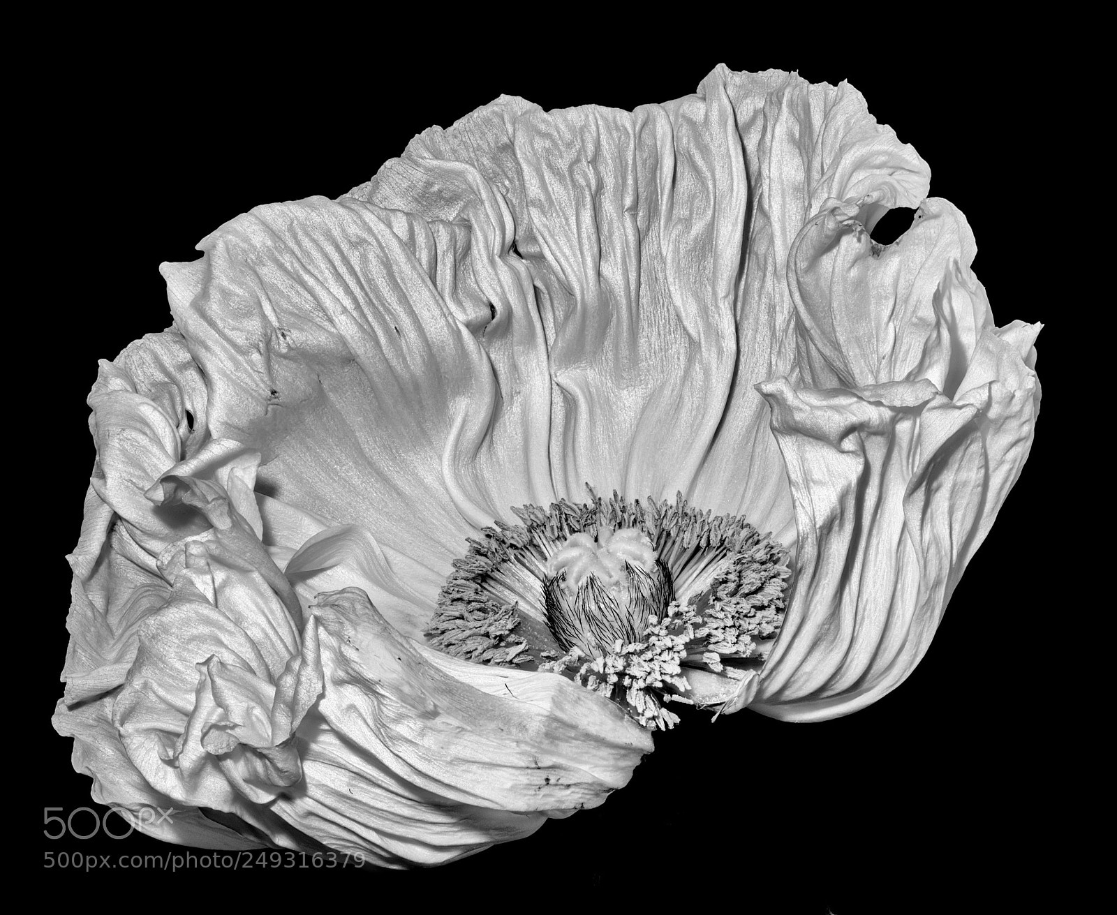 Nikon D810 sample photo. White poppy photography